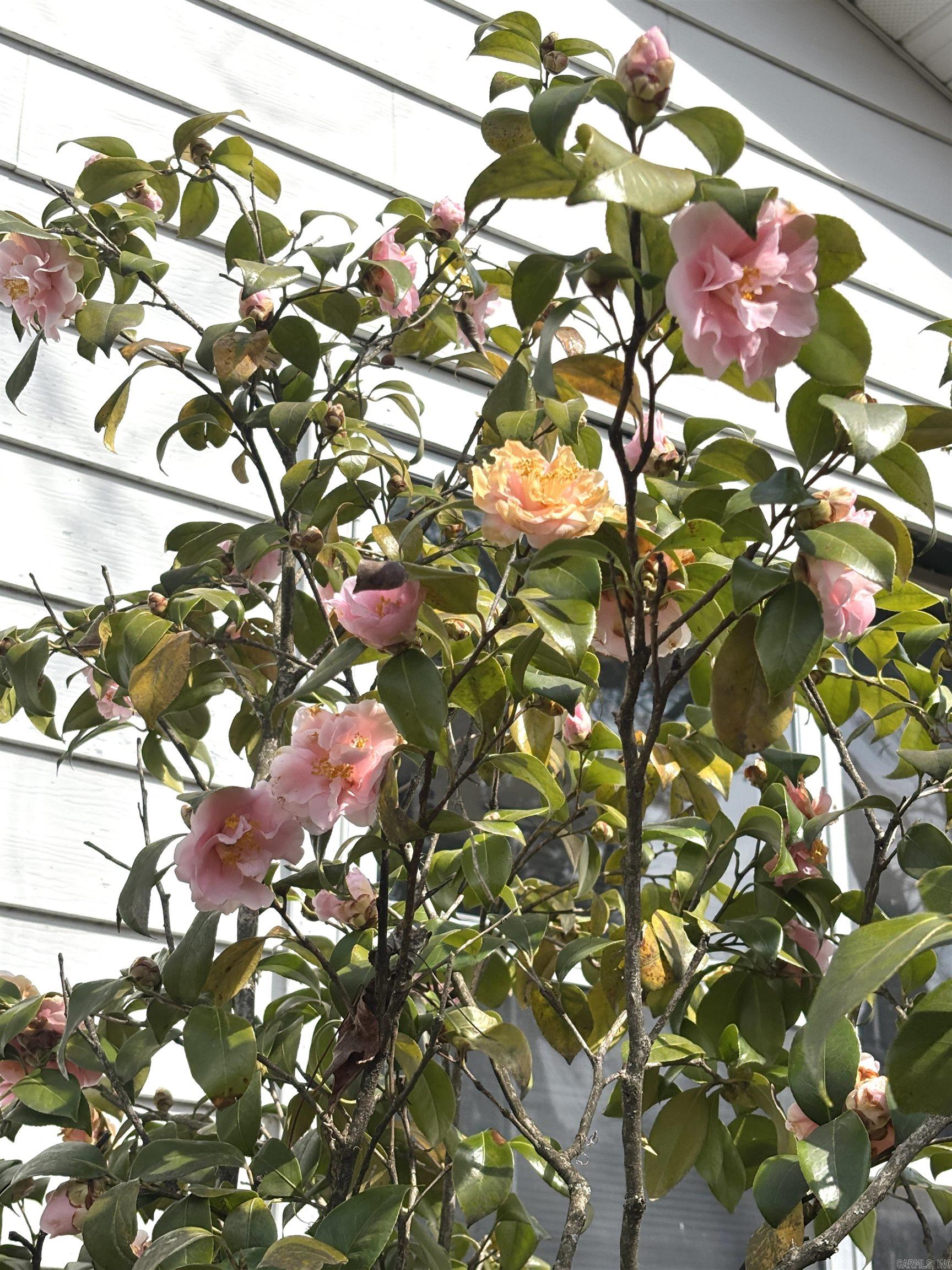 337 Gold Nugget Loop  Hot Springs, AR