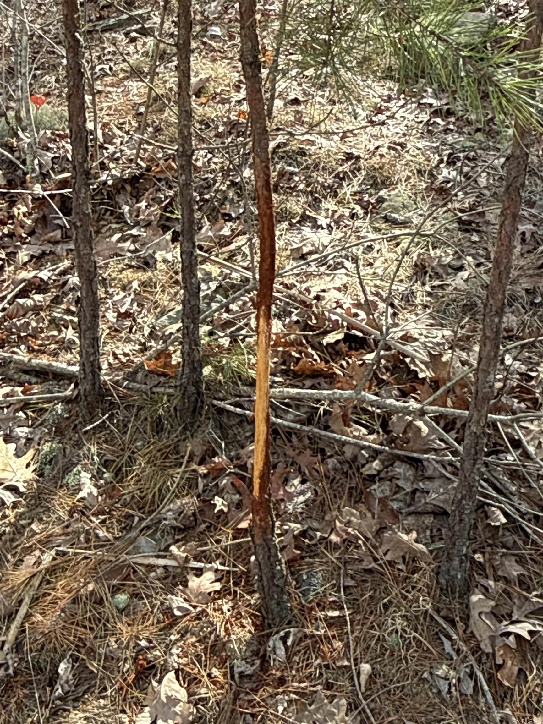 000 Daniel Hill  Leslie, AR