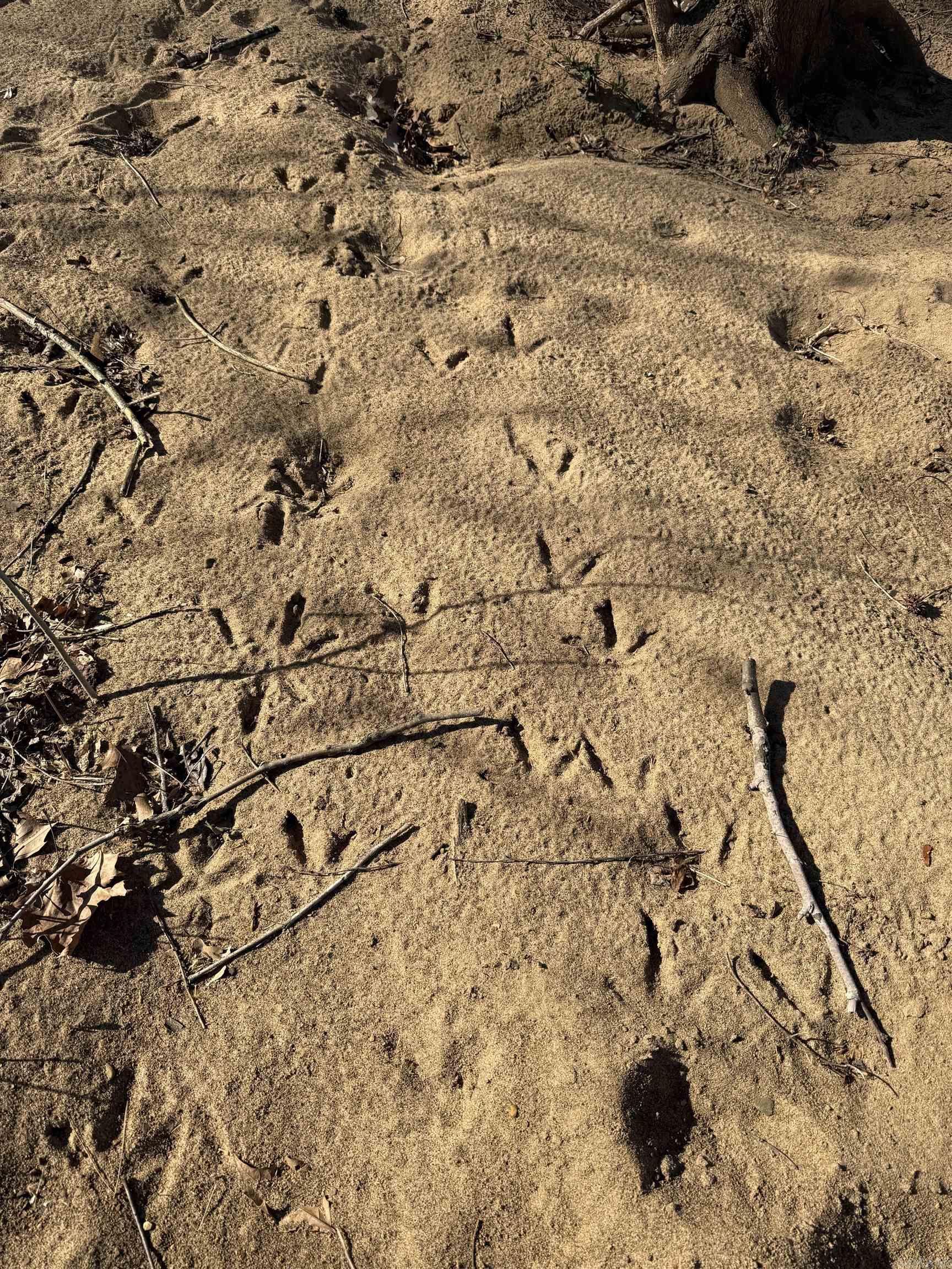 000 Daniel Hill  Leslie, AR