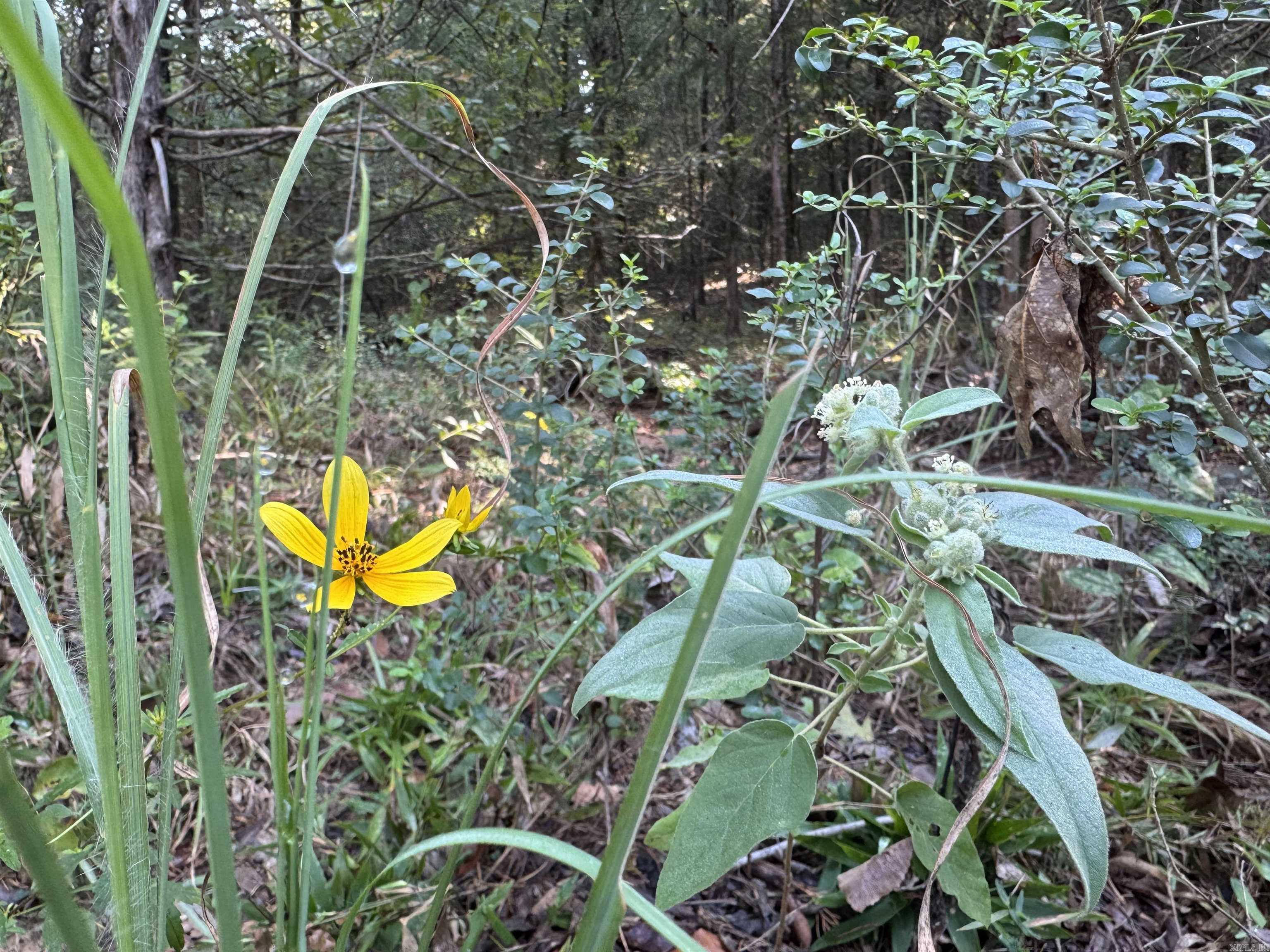 00 Long Branch  Bee Branch, AR
