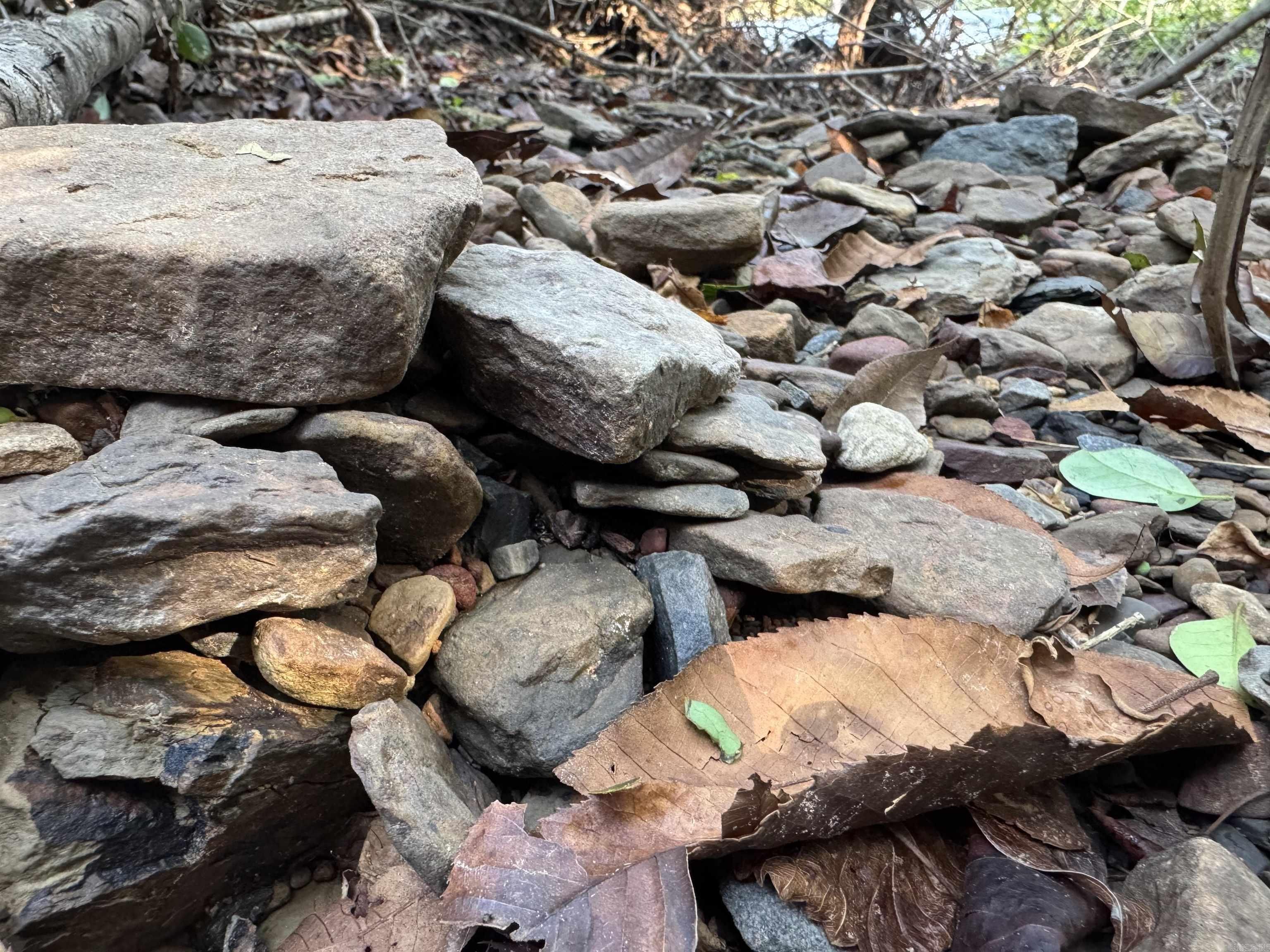 00 Long Branch  Bee Branch, AR