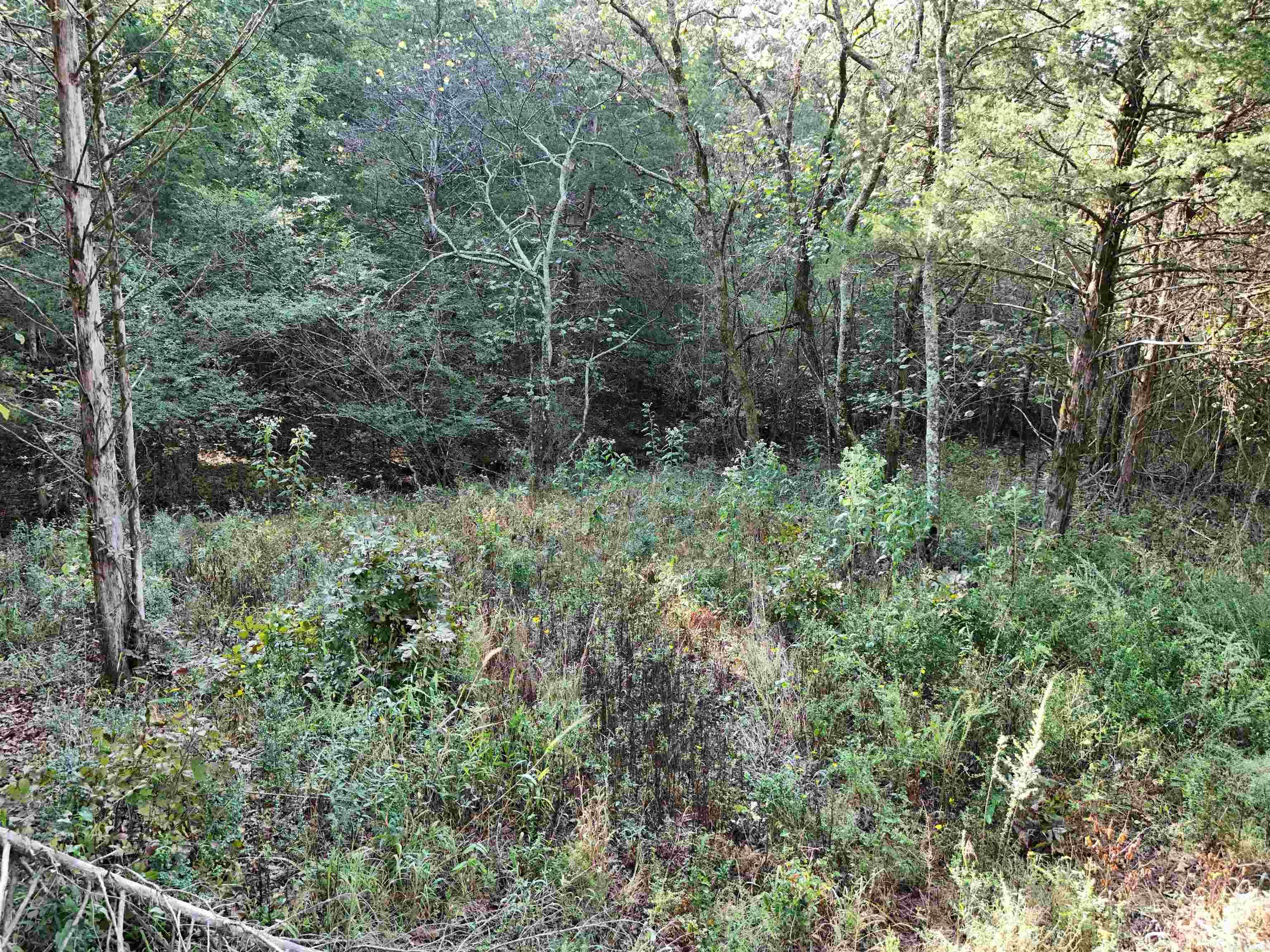 00 Long Branch  Bee Branch, AR