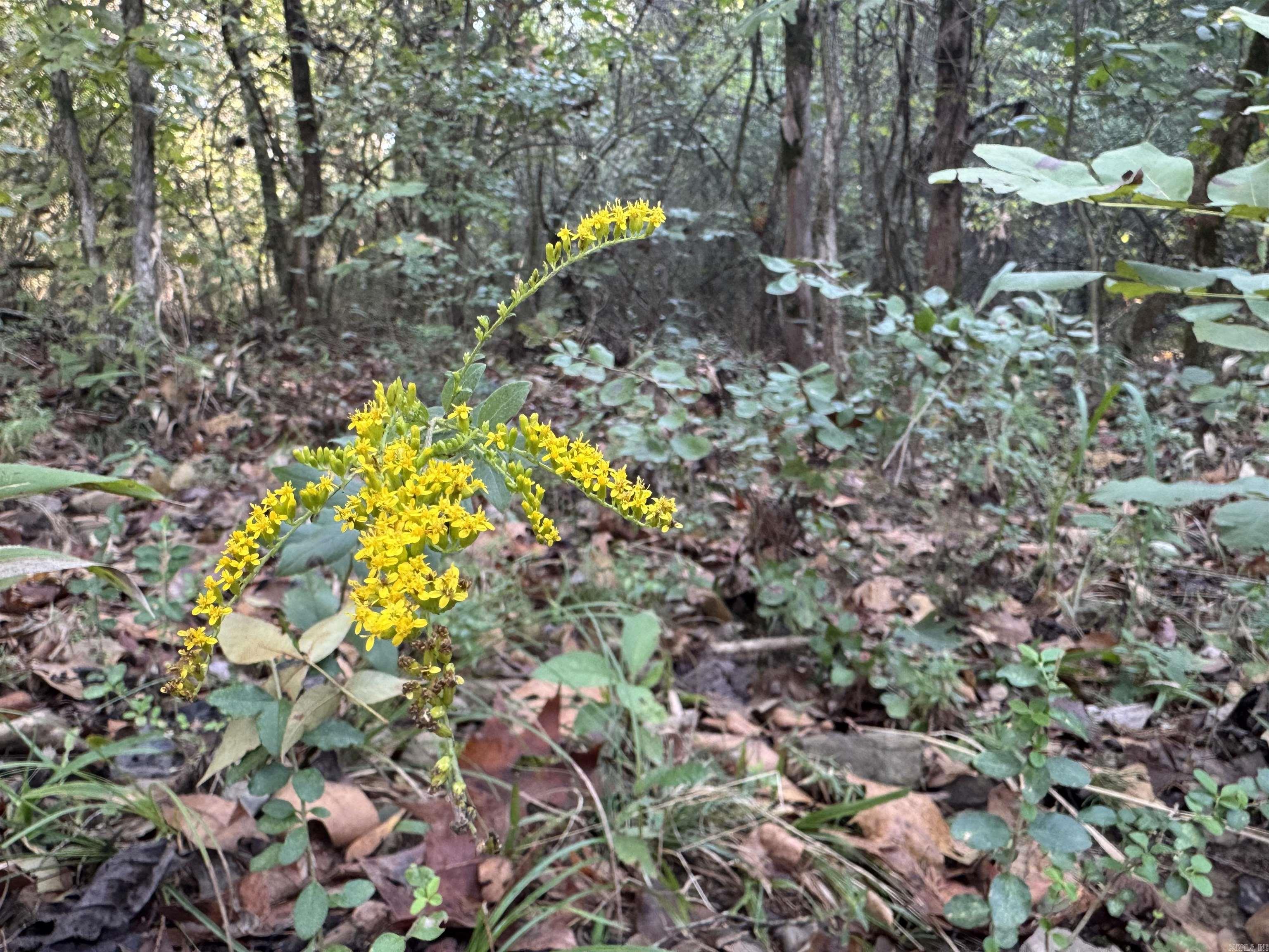 00 Long Branch  Bee Branch, AR