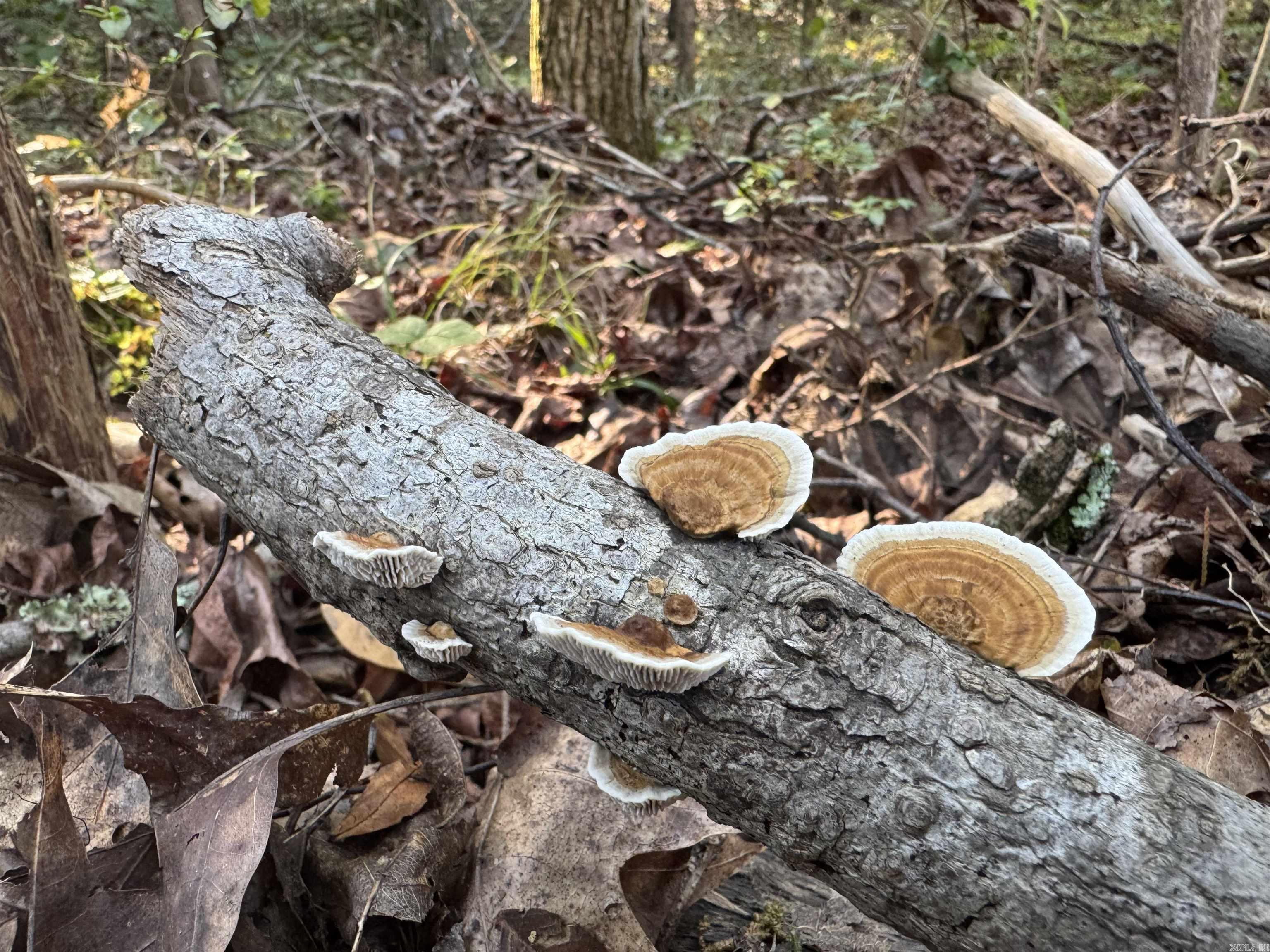 00 Long Branch  Bee Branch, AR