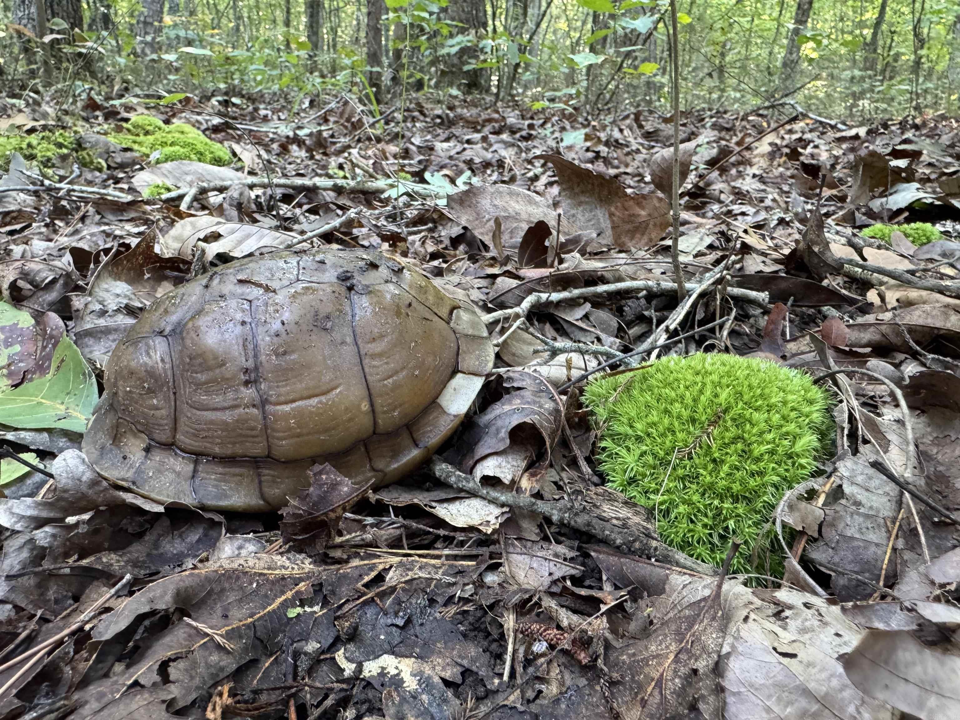 00 Long Branch  Bee Branch, AR