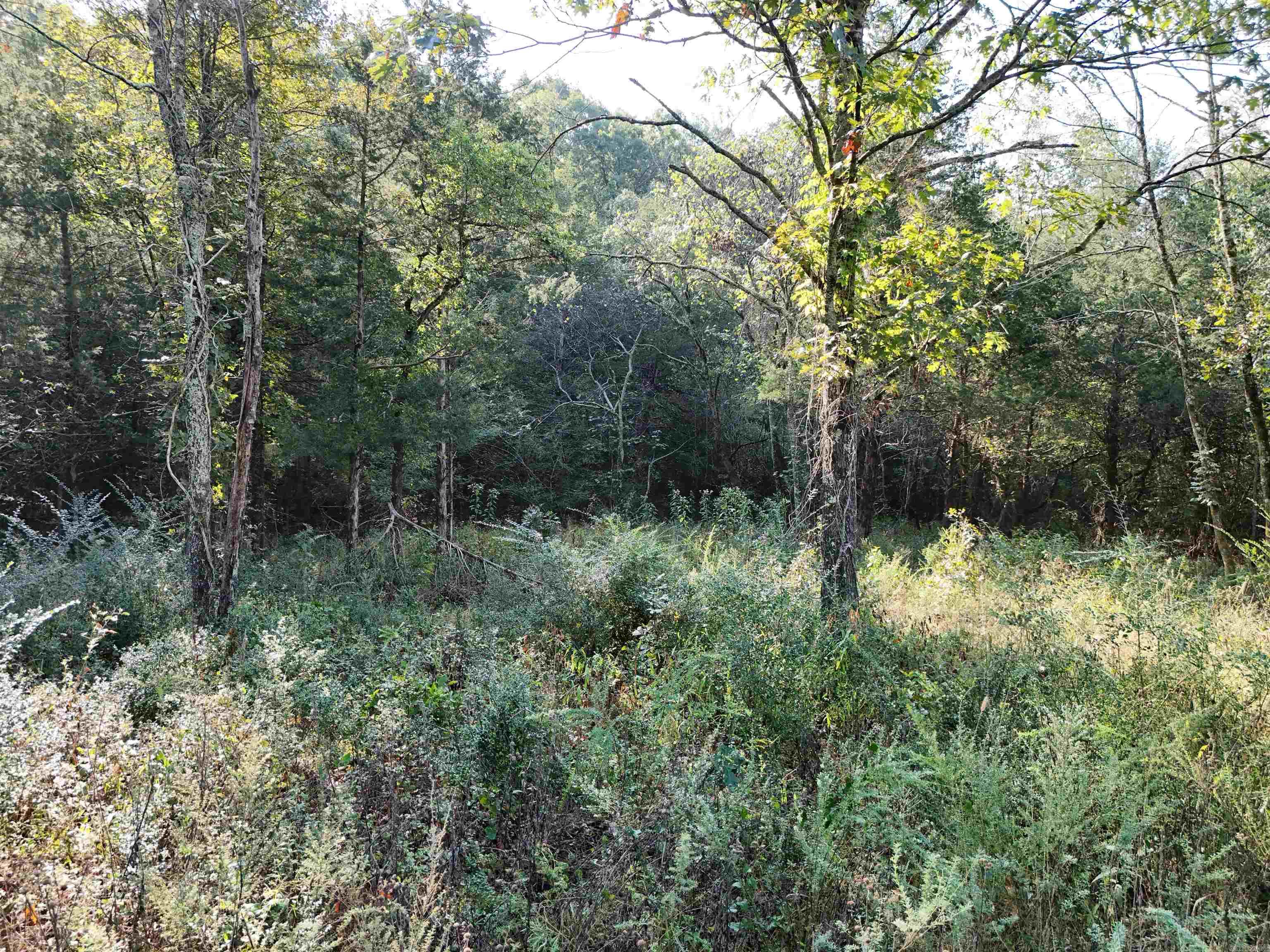 00 Long Branch  Bee Branch, AR