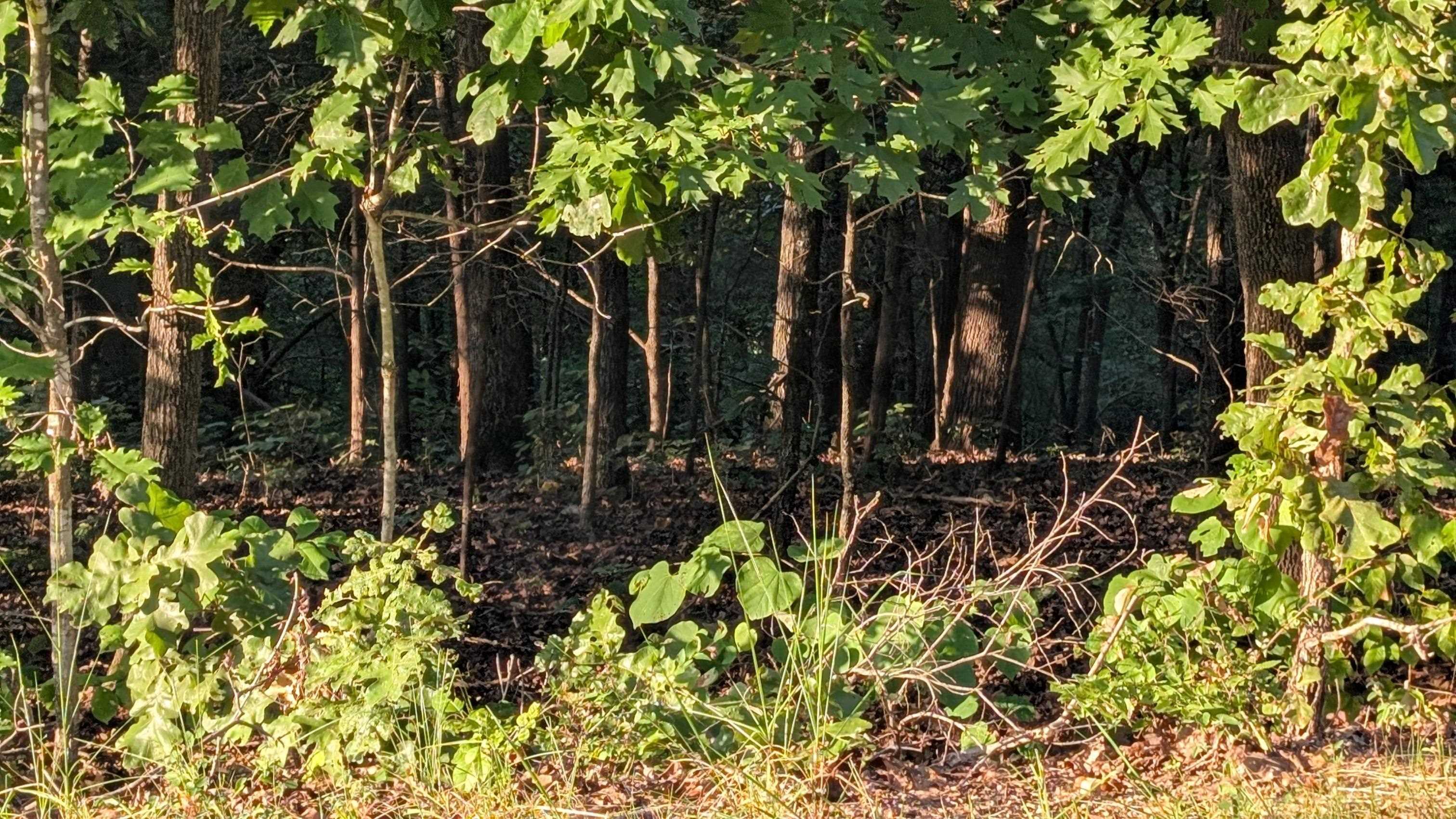  Tonto  Cherokee Village, AR