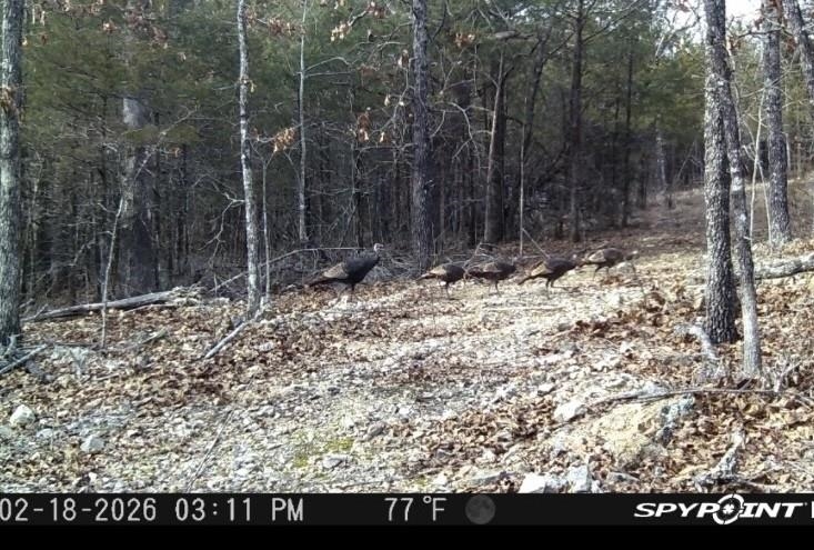 0000 Buck Ridge  Williford, AR