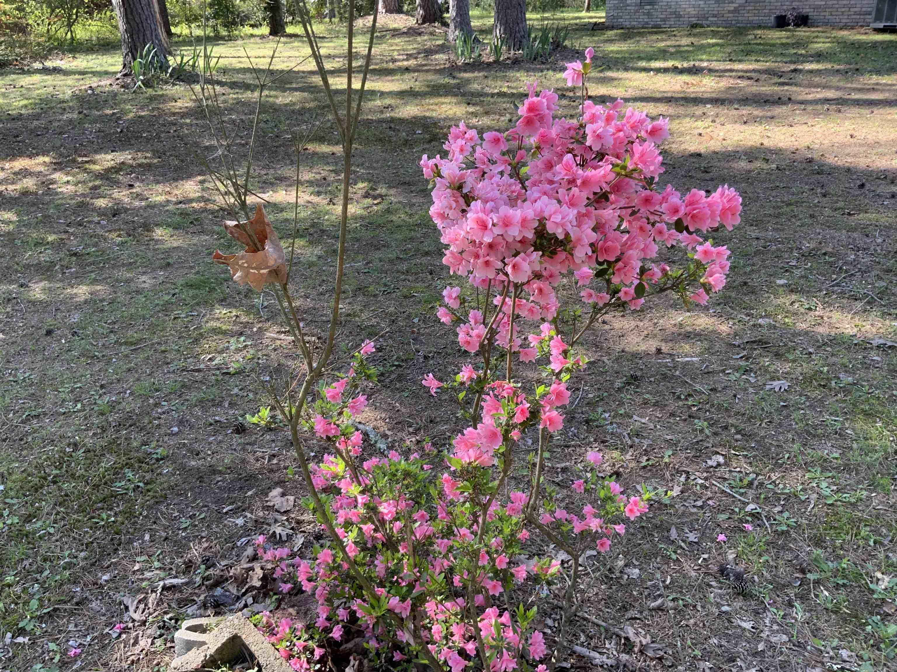 1320 Weddingford  Heber Springs, AR