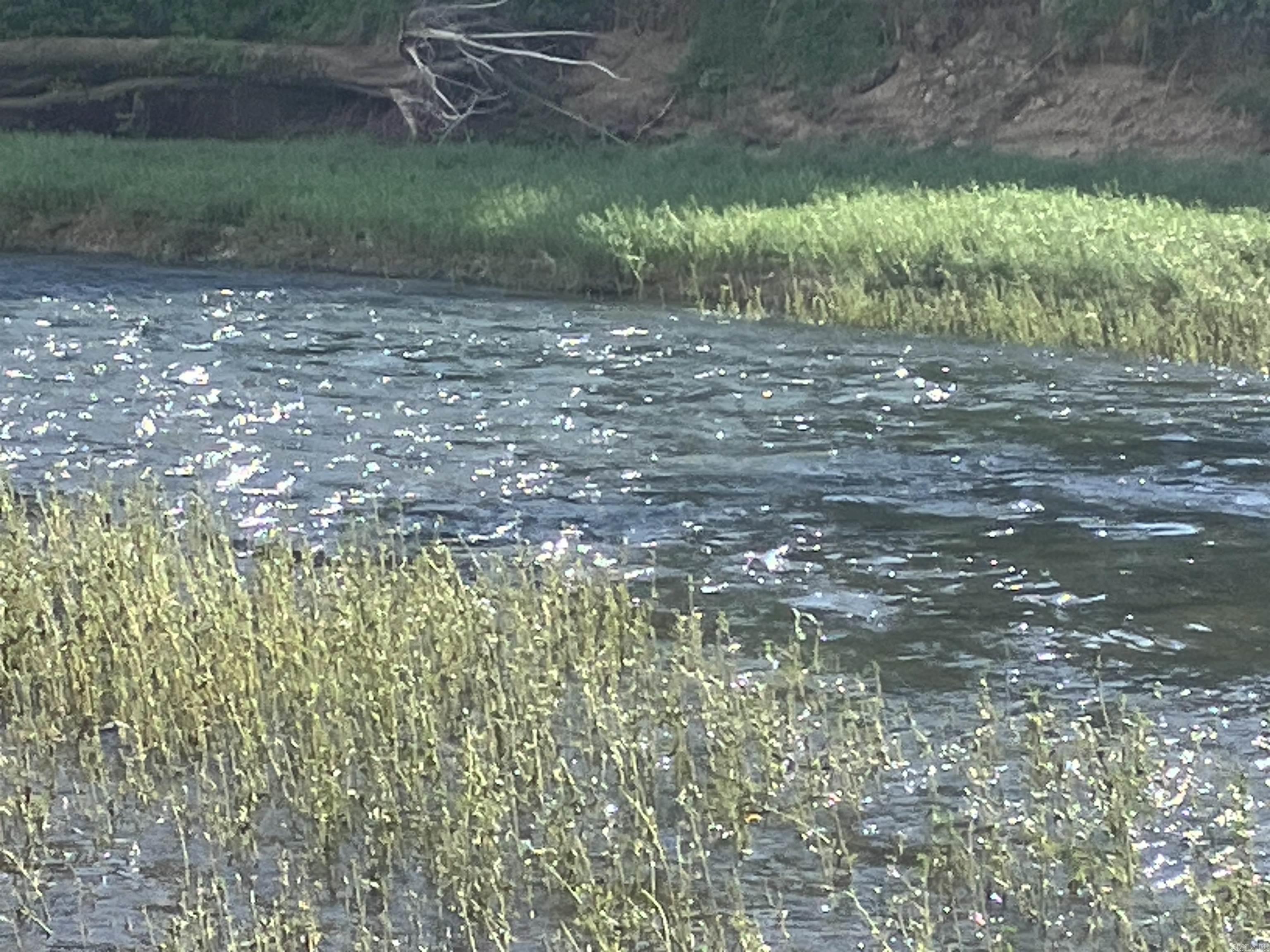 9999 Riverfront Drive  Mount Ida, AR