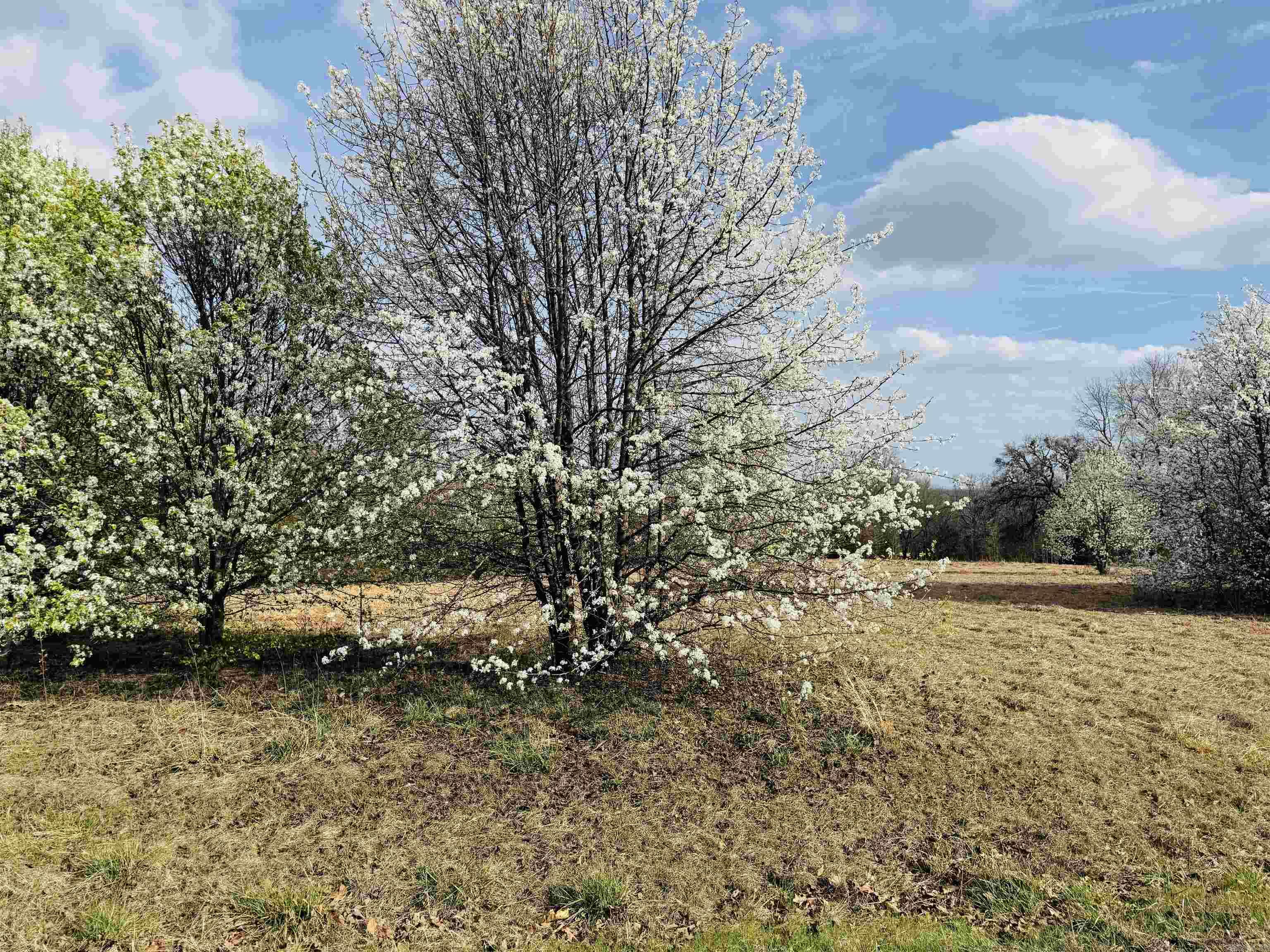 Lot 29 TBD Millstone Dr.  Greenbrier, AR