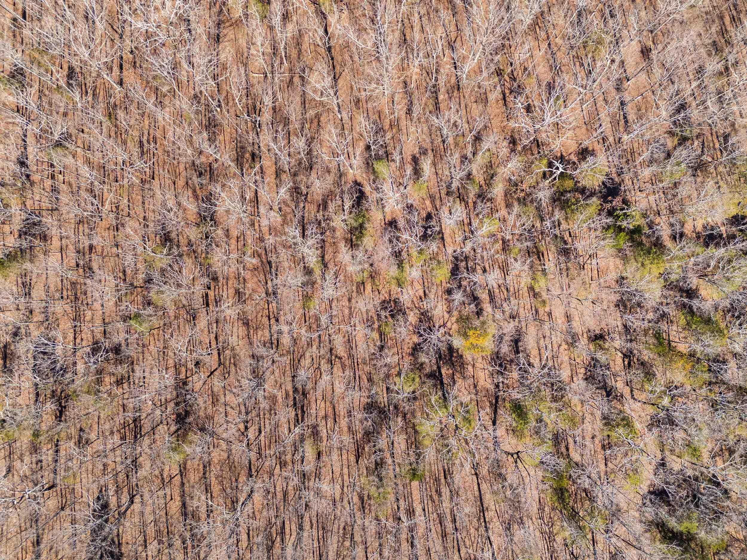 00 Anna Marie  Springfield, AR