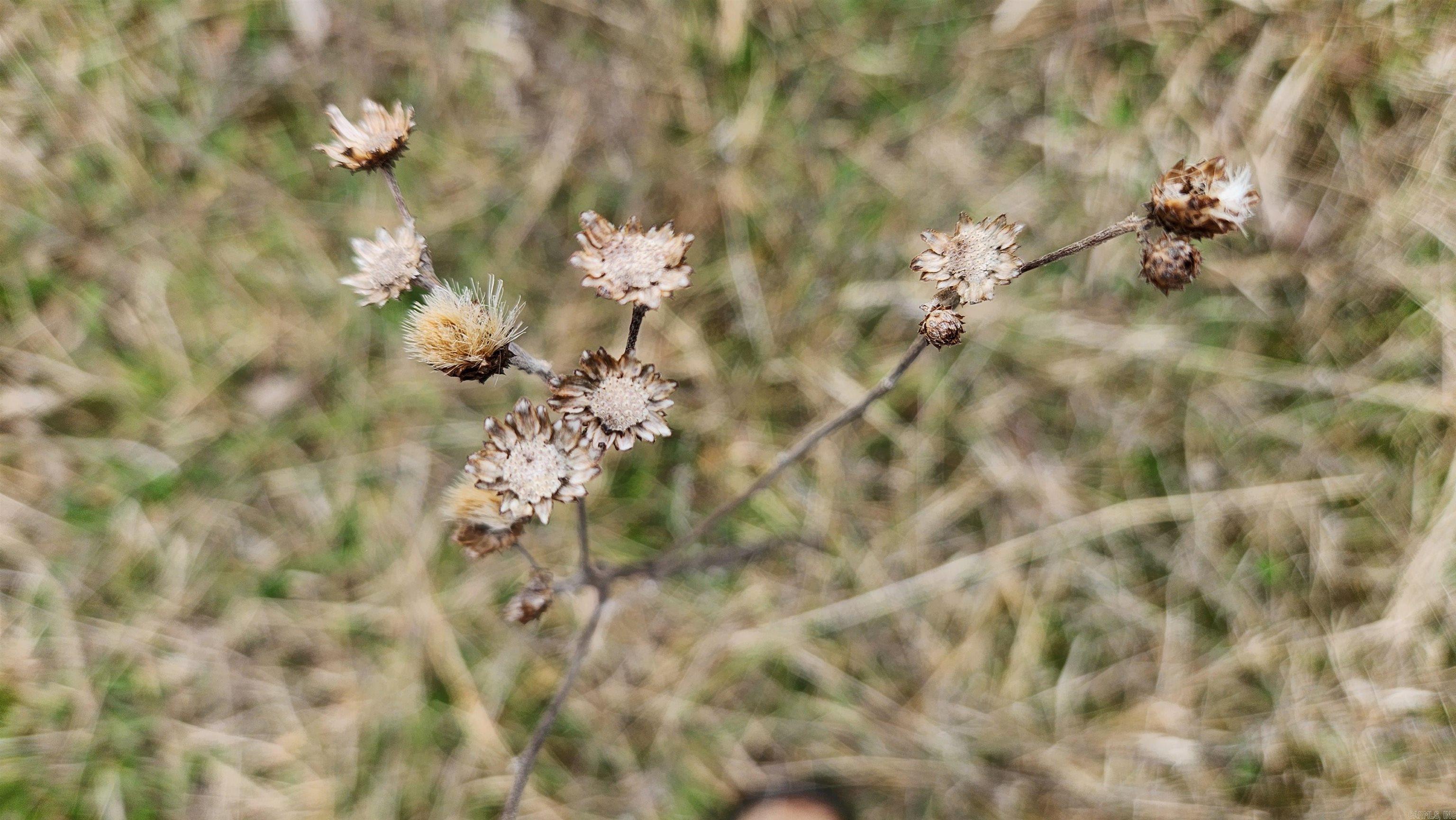 TBD Albert Pike Rd  Royal, AR