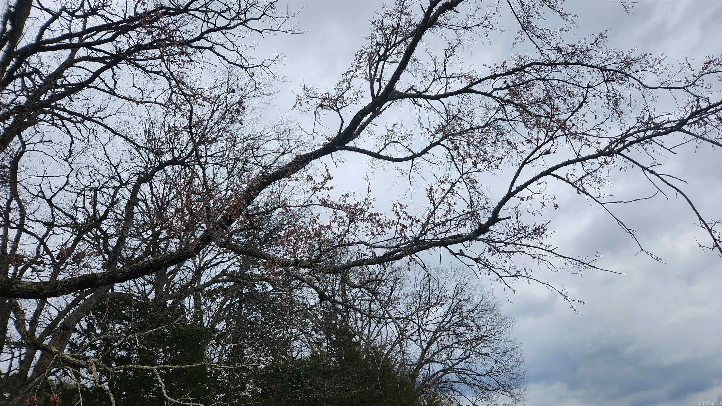 TBD Albert Pike Rd  Royal, AR