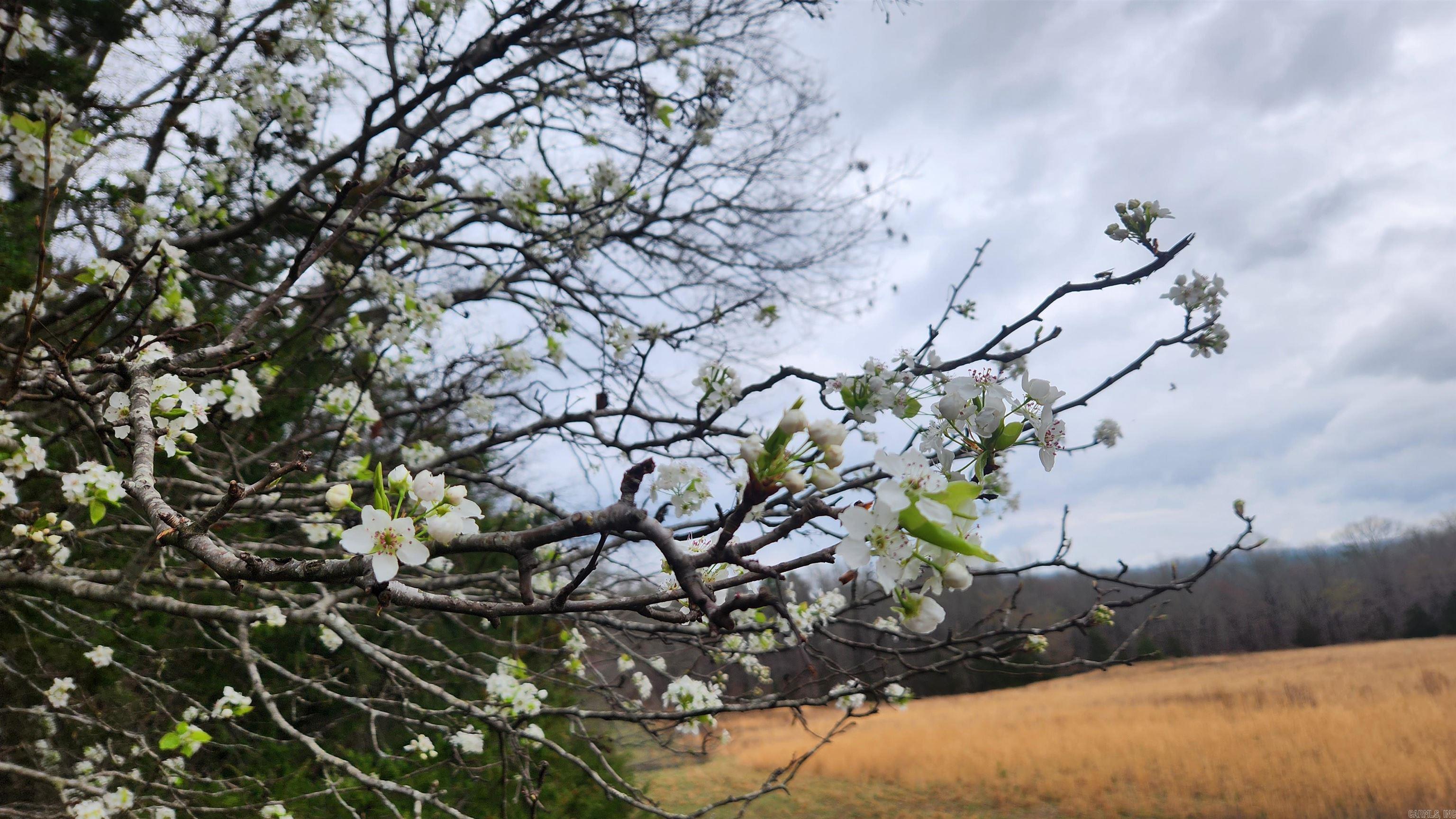 TBD Albert Pike Rd  Royal, AR