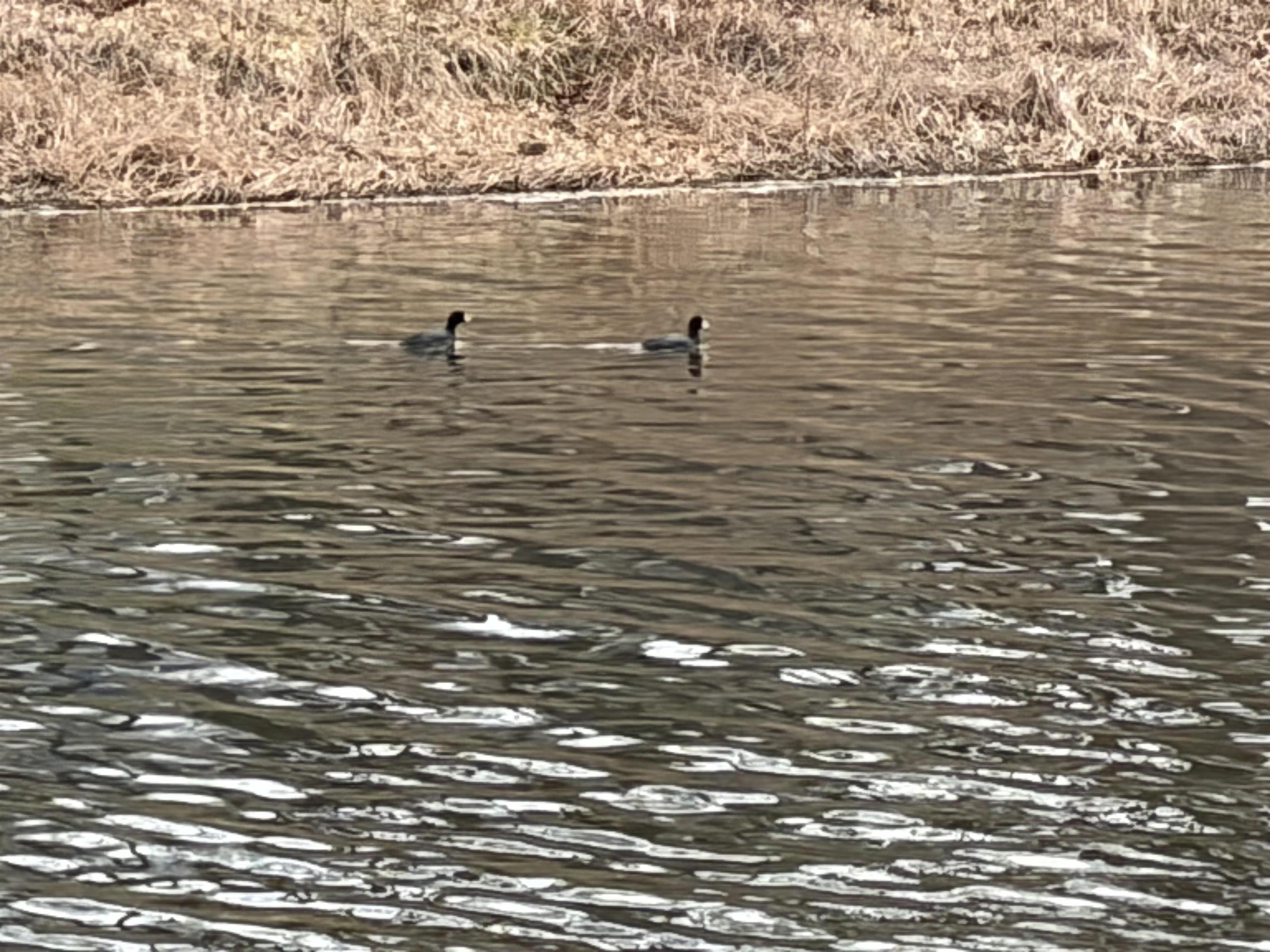 201 Topaz  Horseshoe Bend, AR