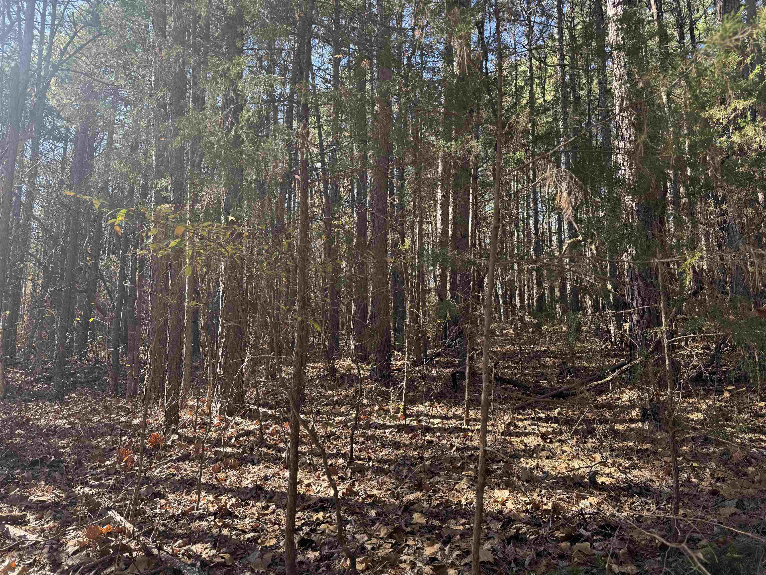 1980A Boyce  Melbourne, AR