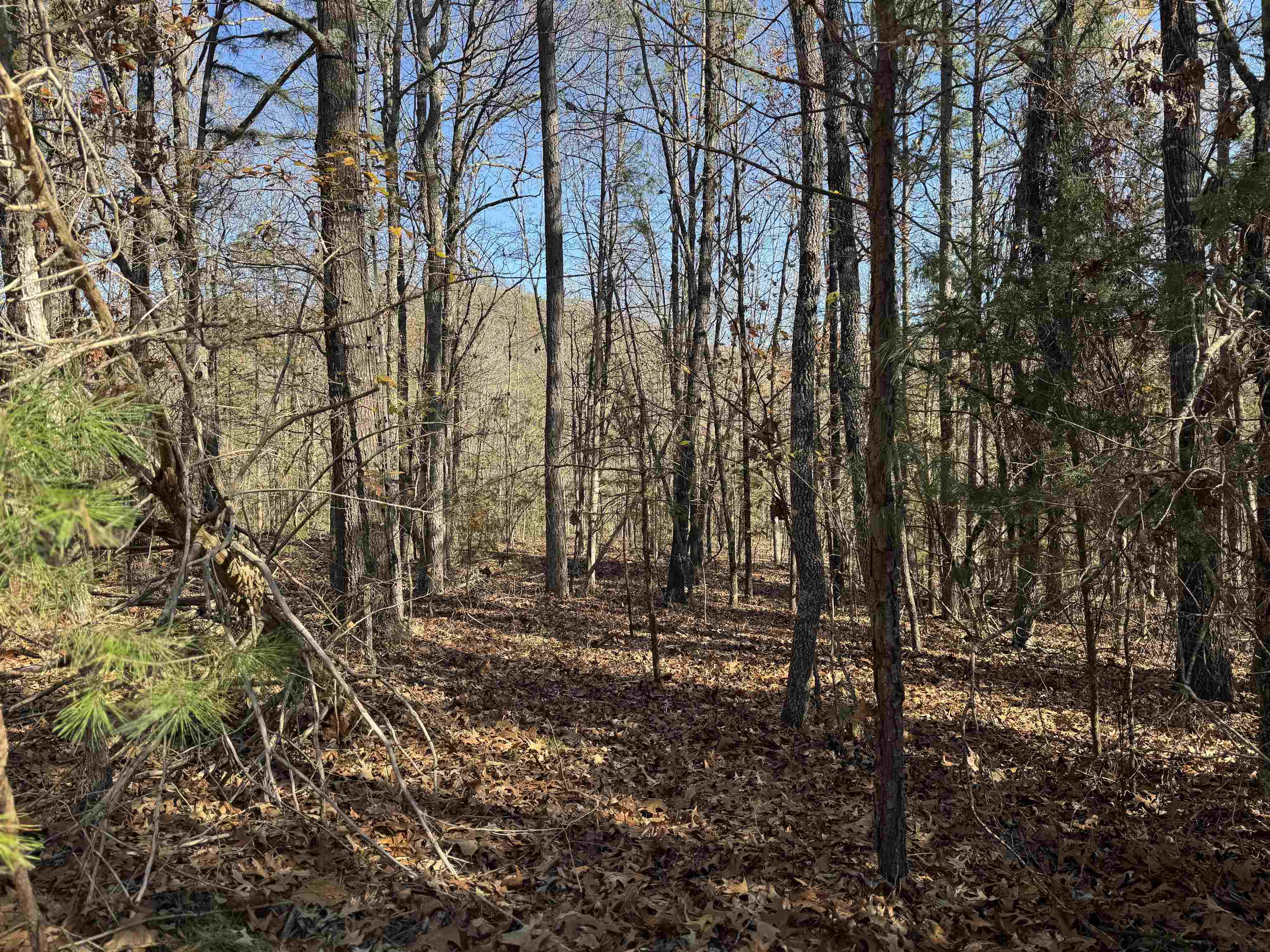 1980A Boyce  Melbourne, AR