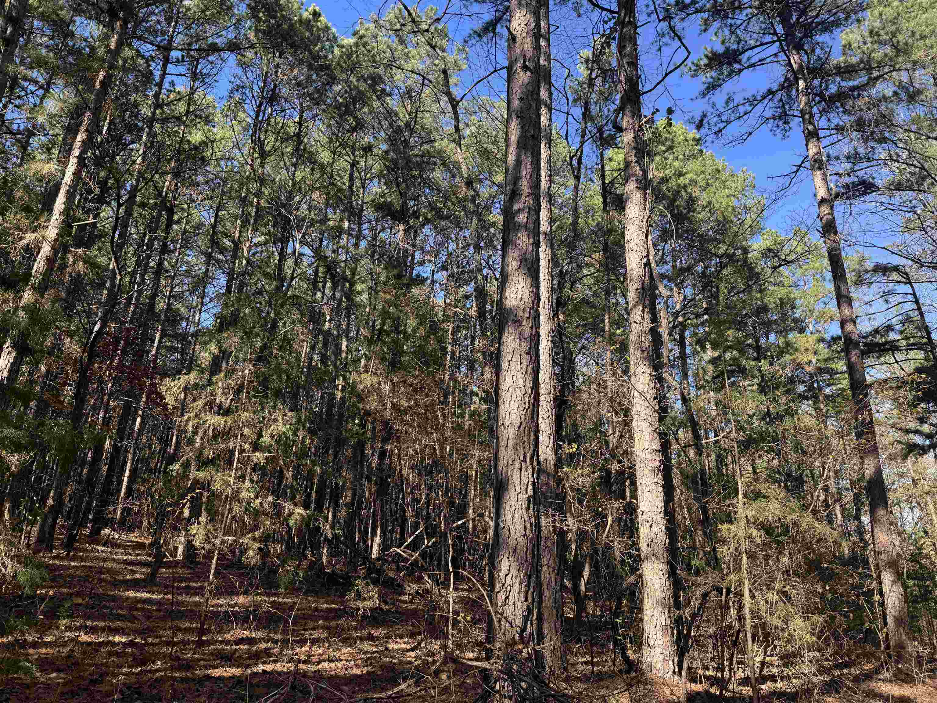 1980A Boyce  Melbourne, AR