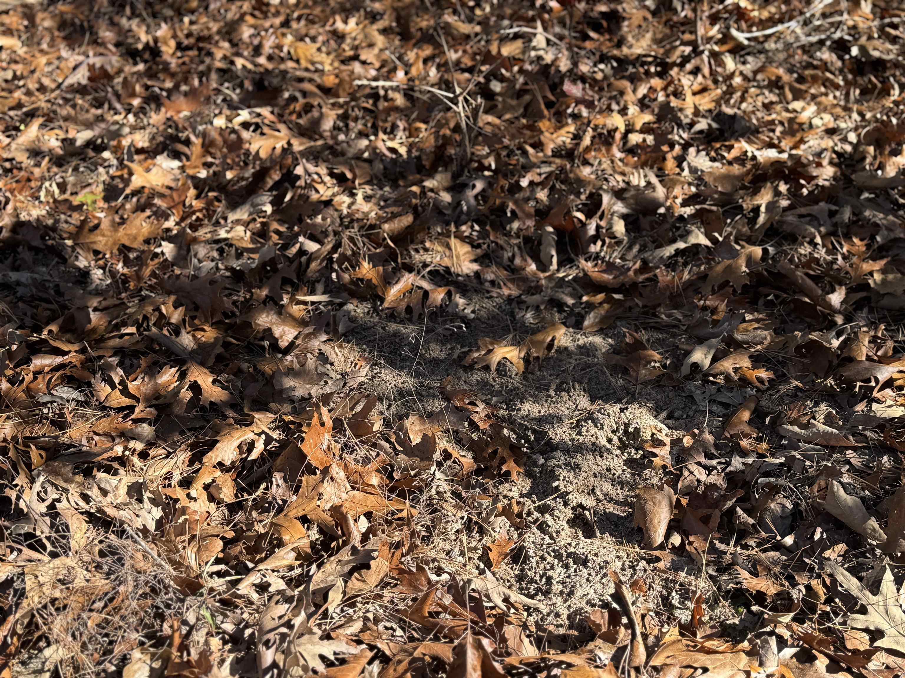 1980A Boyce  Melbourne, AR