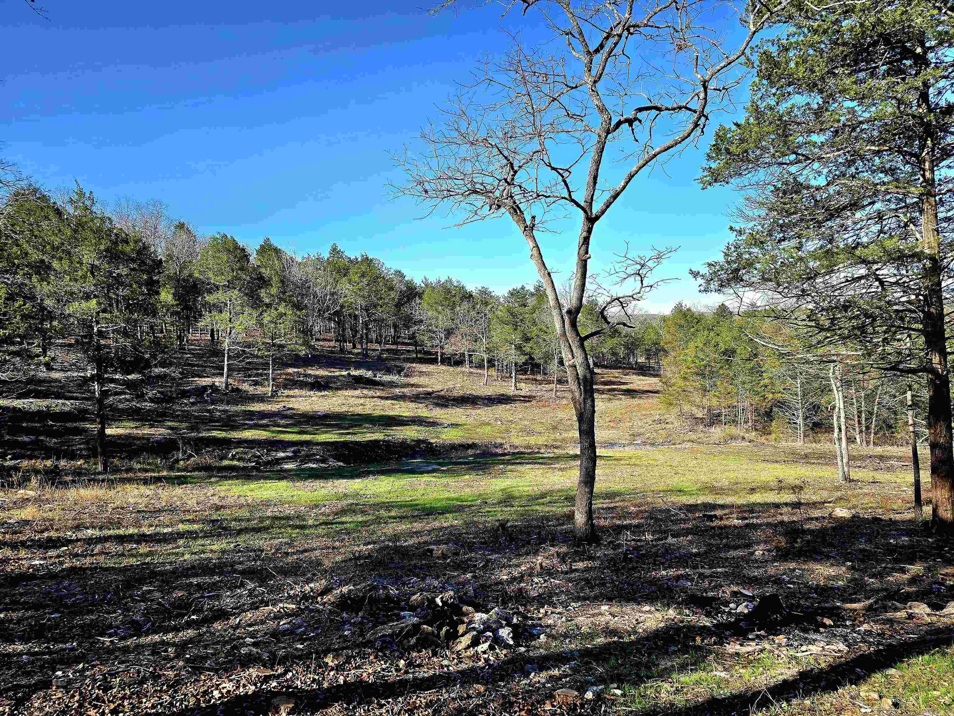 90 Brahma  Mountain Home, AR