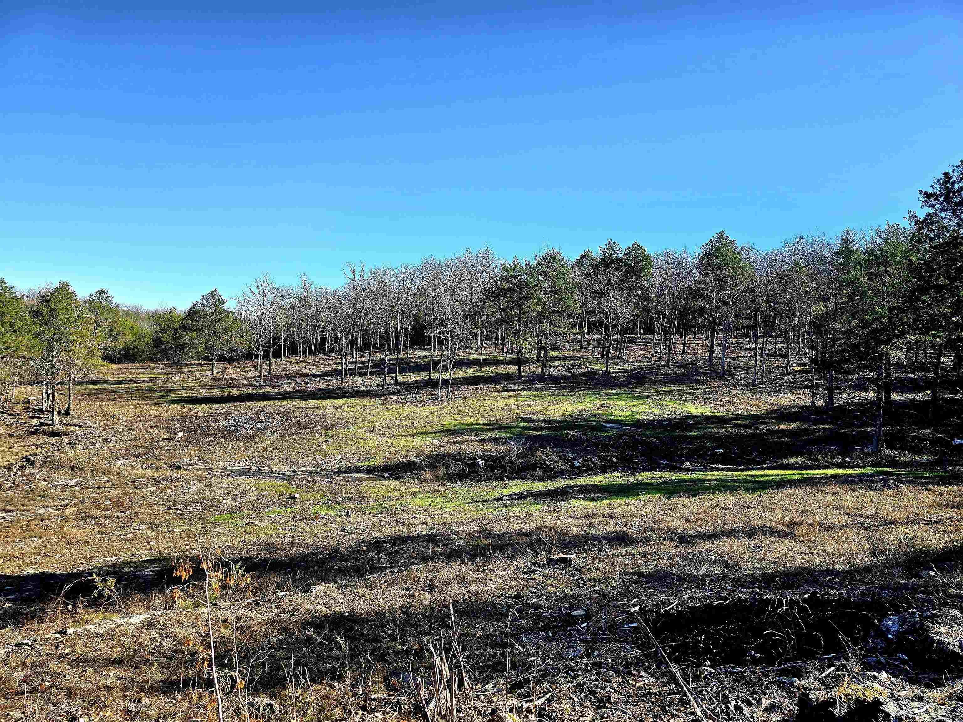 90 Brahma  Mountain Home, AR