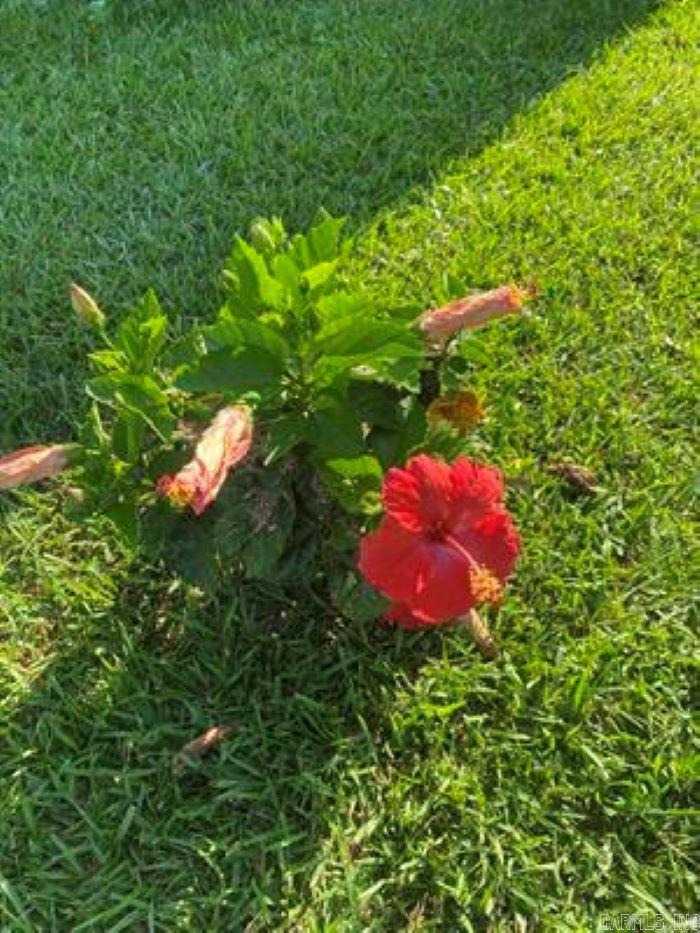 1212 Donaghey Ave.  Conway, AR