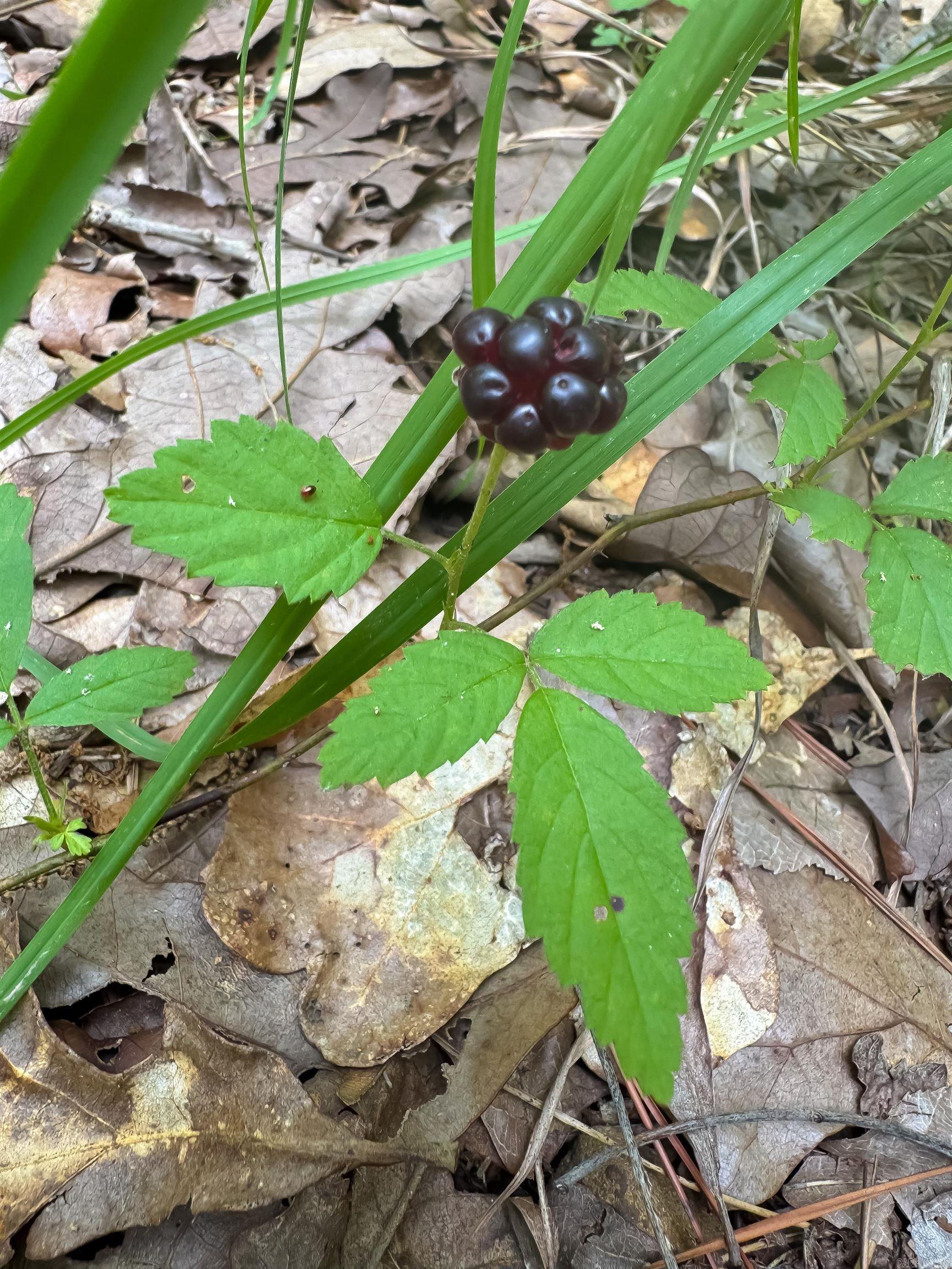 2 High Point  Mayflower, AR