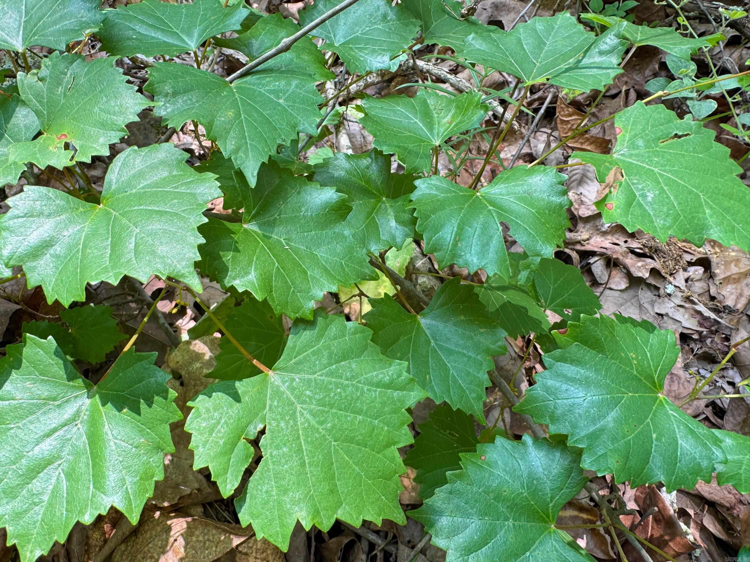 11 High Point  Mayflower, AR