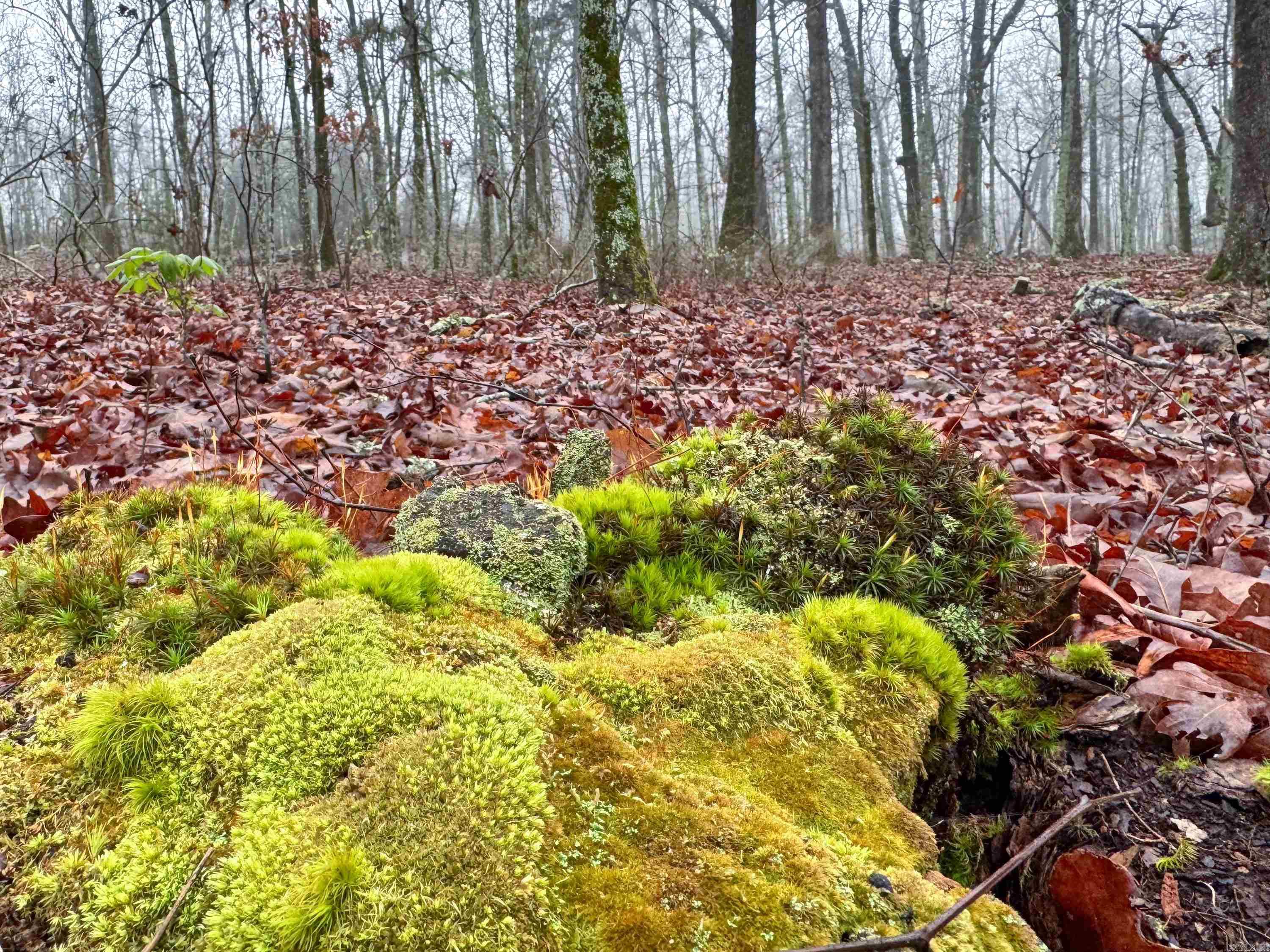 11 High Point  Mayflower, AR