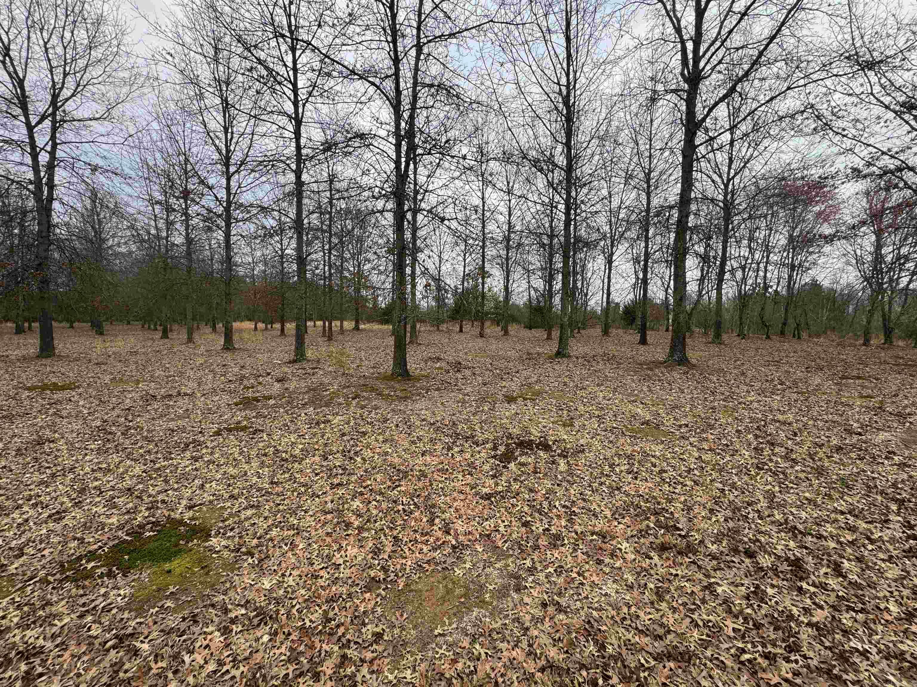 30R River Birch Drive  Guy, AR