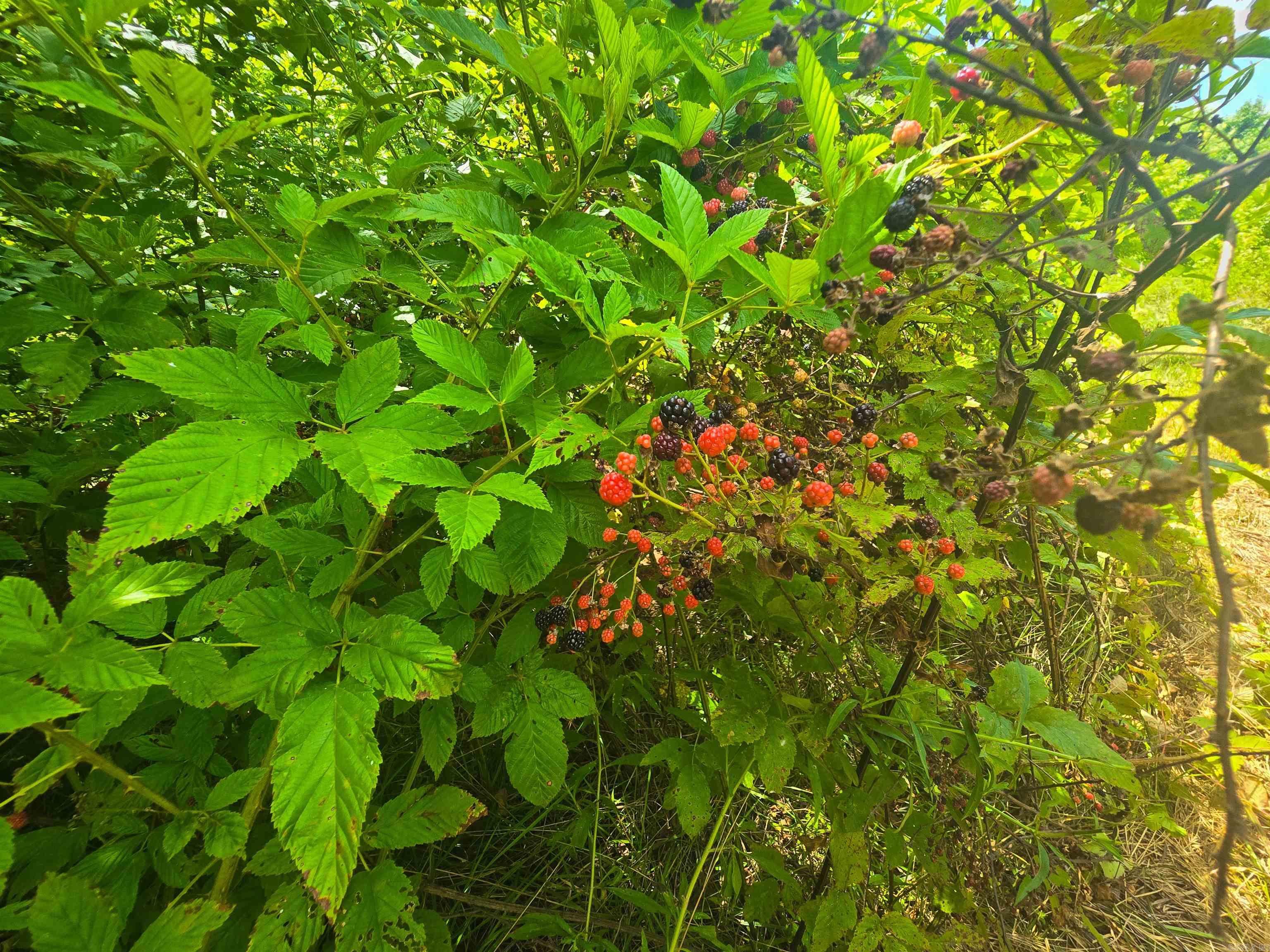 84 Copper Springs  Greenbrier, AR