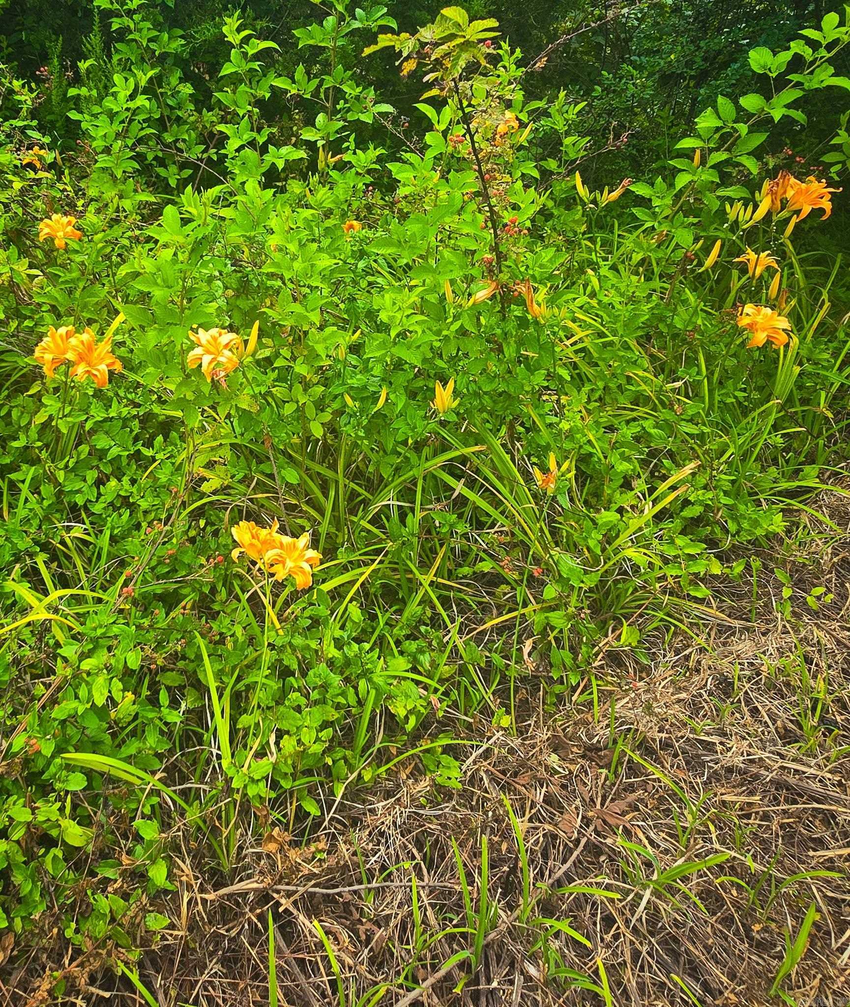 84 Copper Springs  Greenbrier, AR