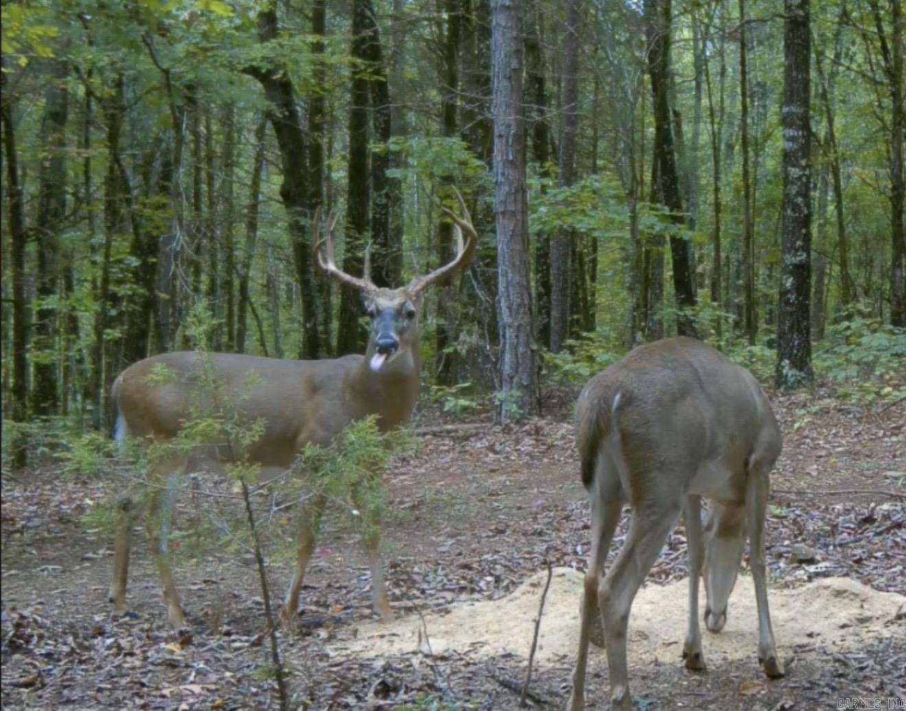 264 Mill Bridge Rd  Damascus, AR