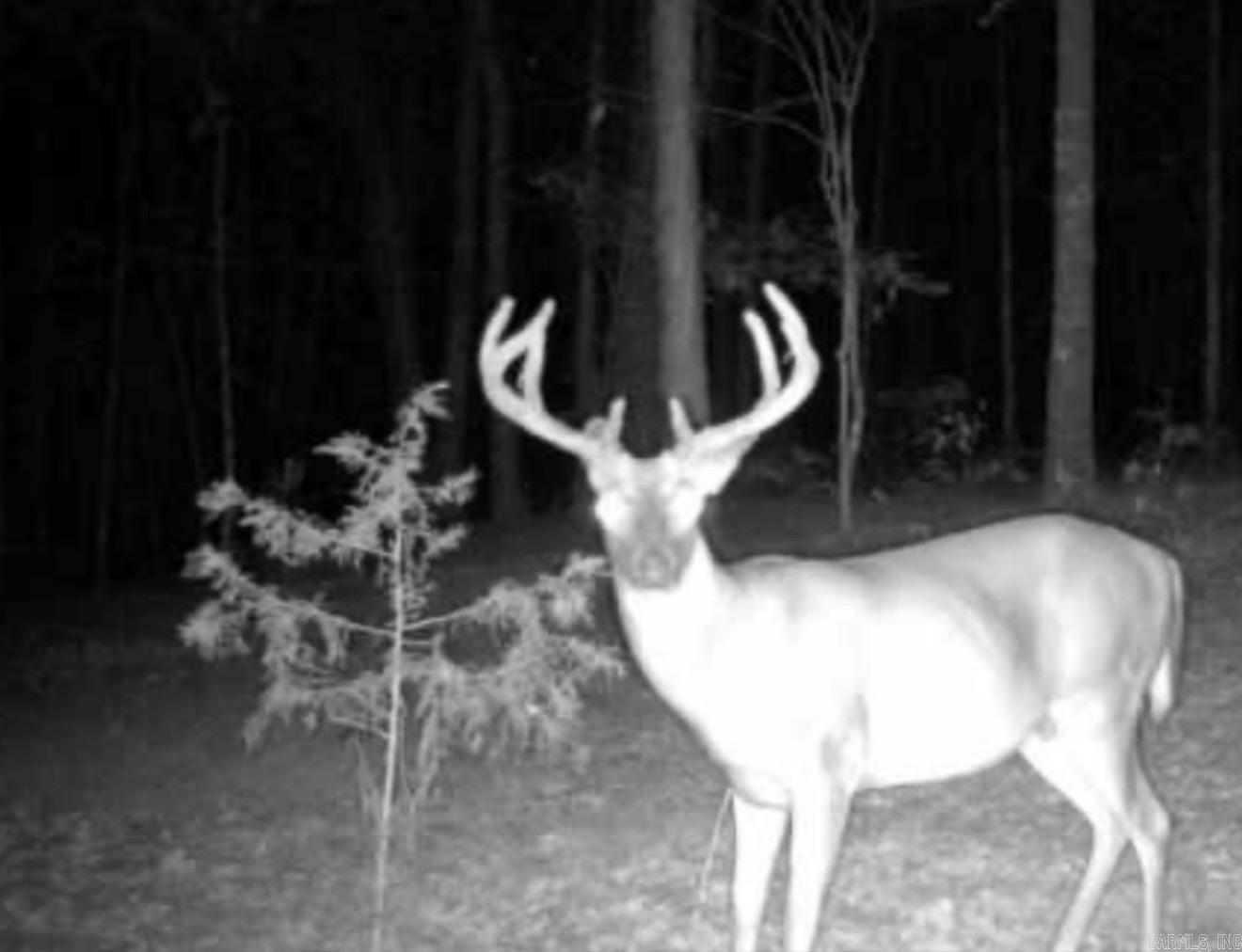 264 Mill Bridge Rd  Damascus, AR