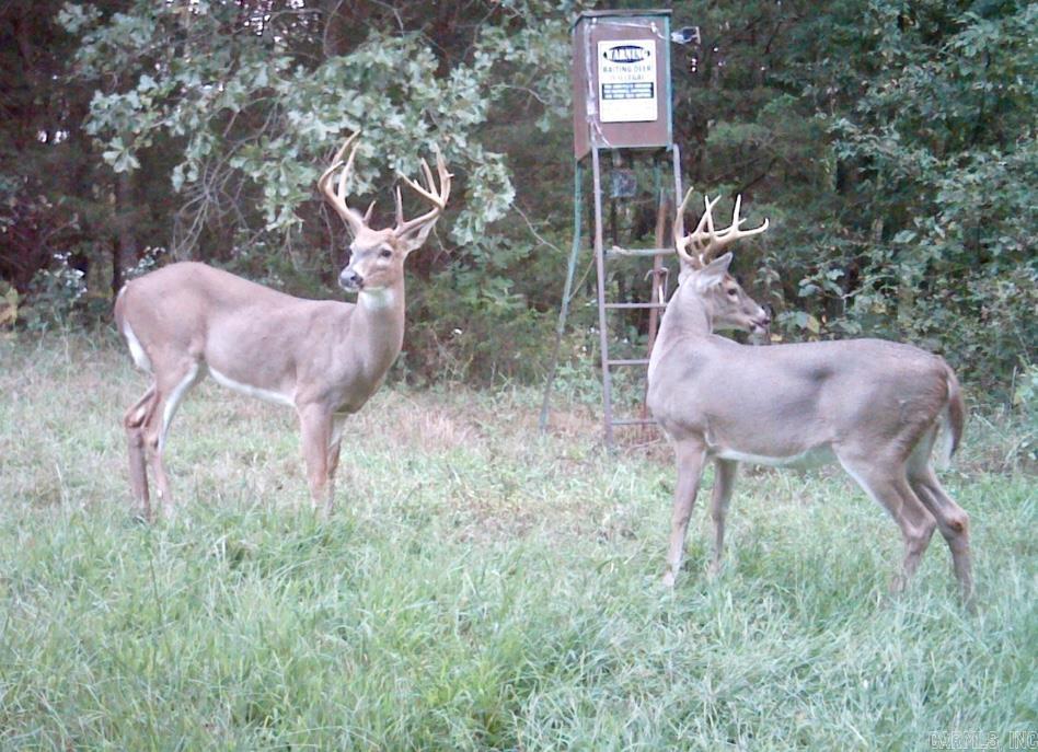 1426 CR 921  Alpena, AR