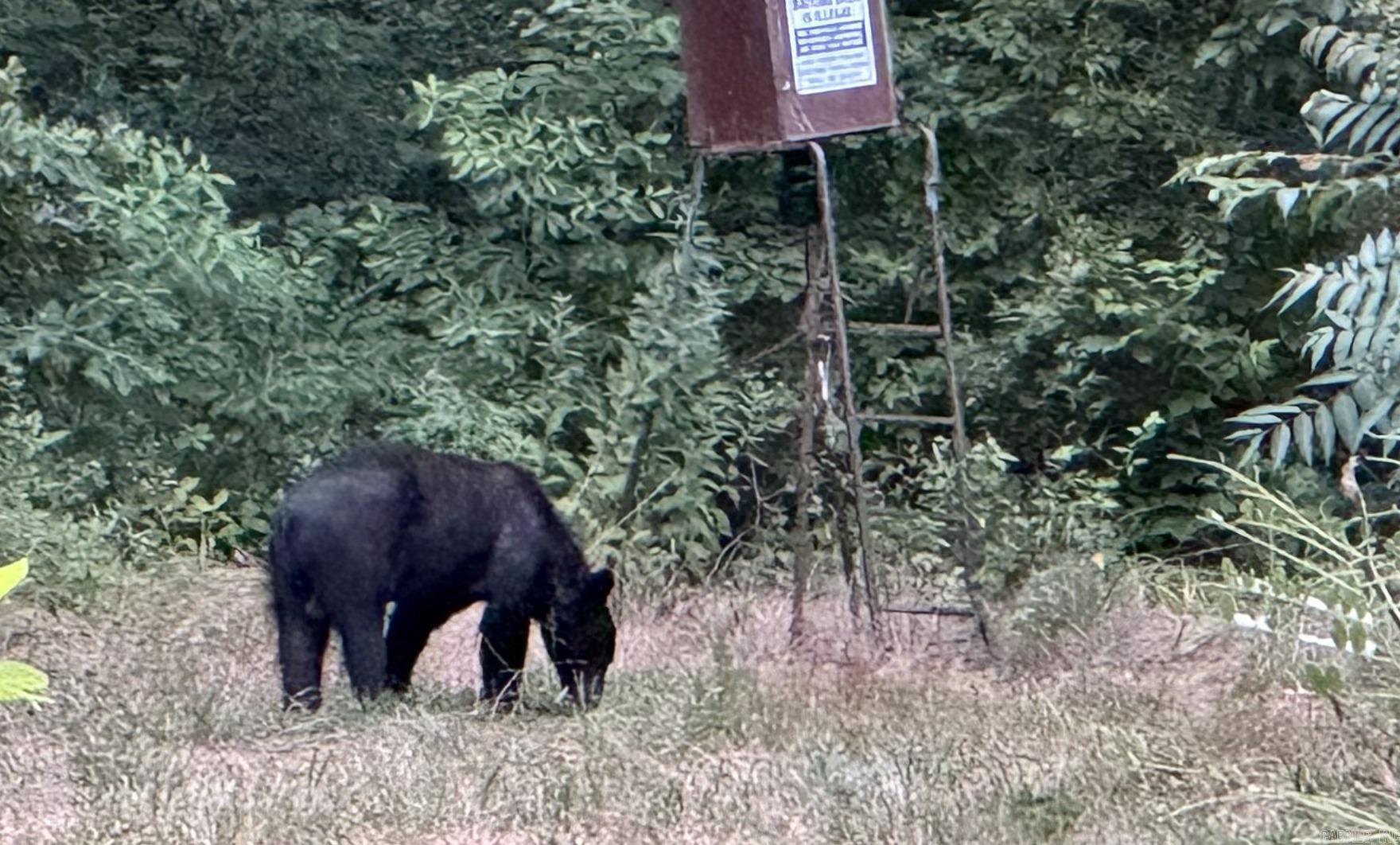 1426 CR 921  Alpena, AR