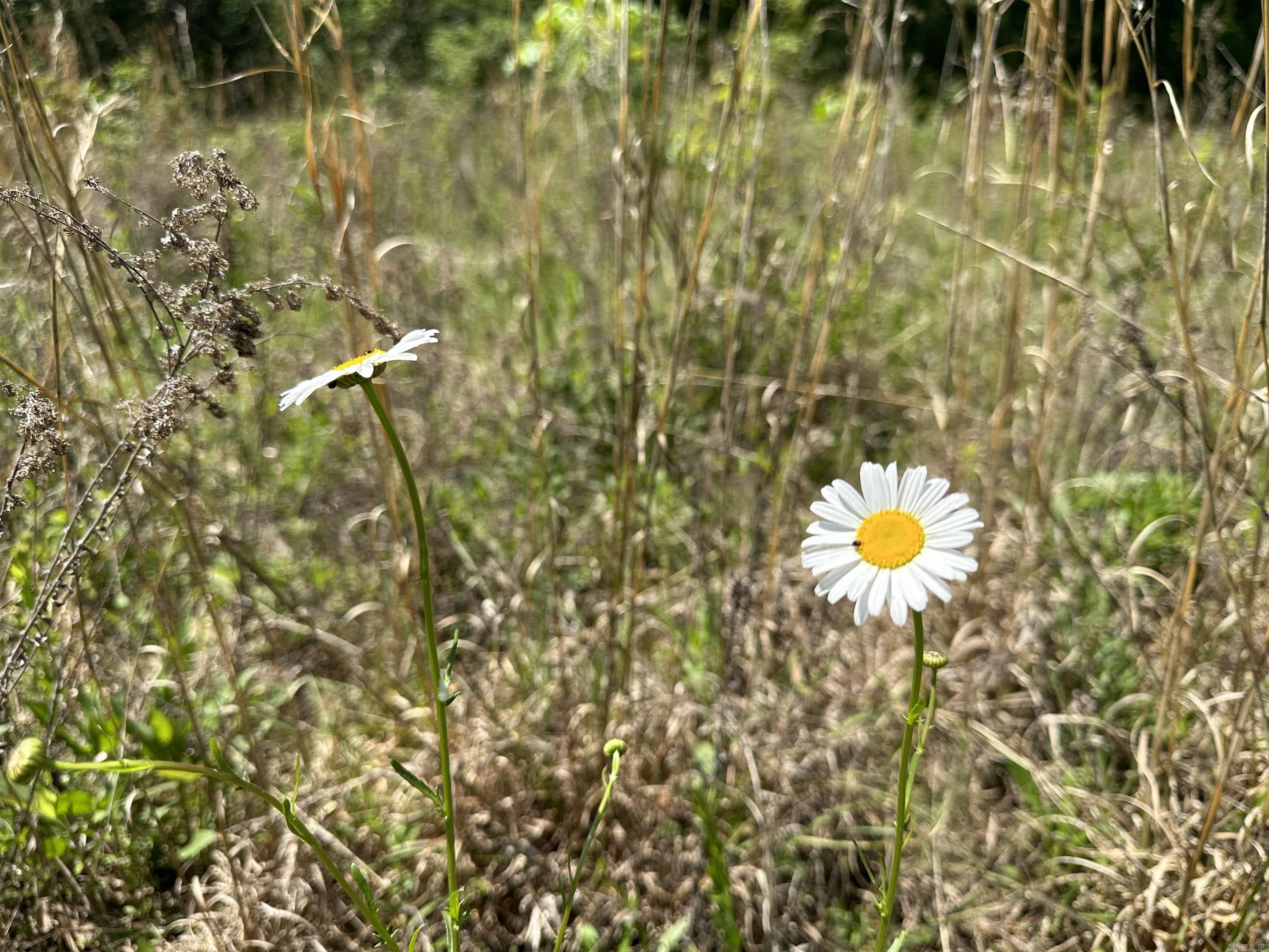 10 Acres off Turner  Rose Bud, AR