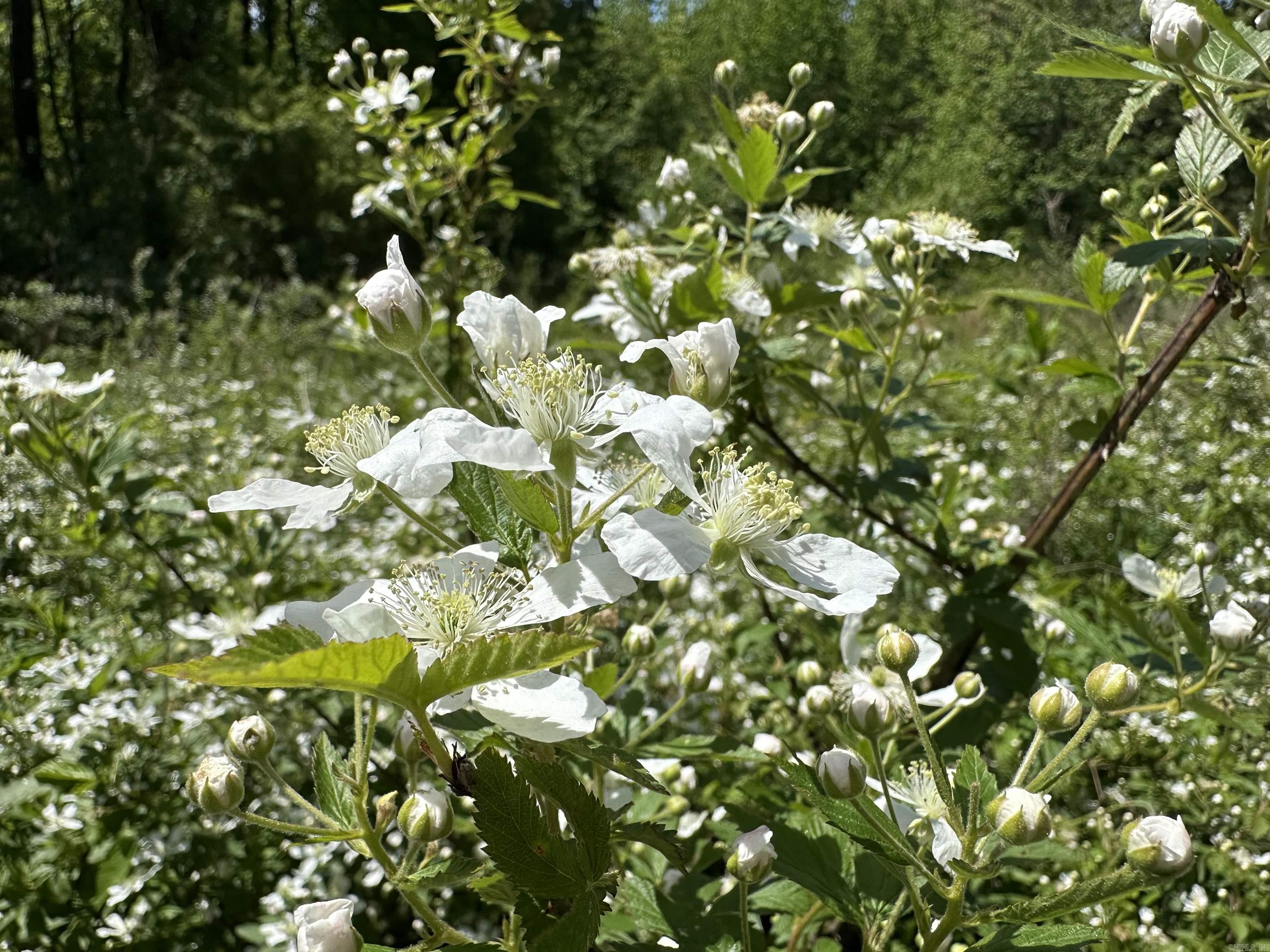10 Acres off Turner  Rose Bud, AR