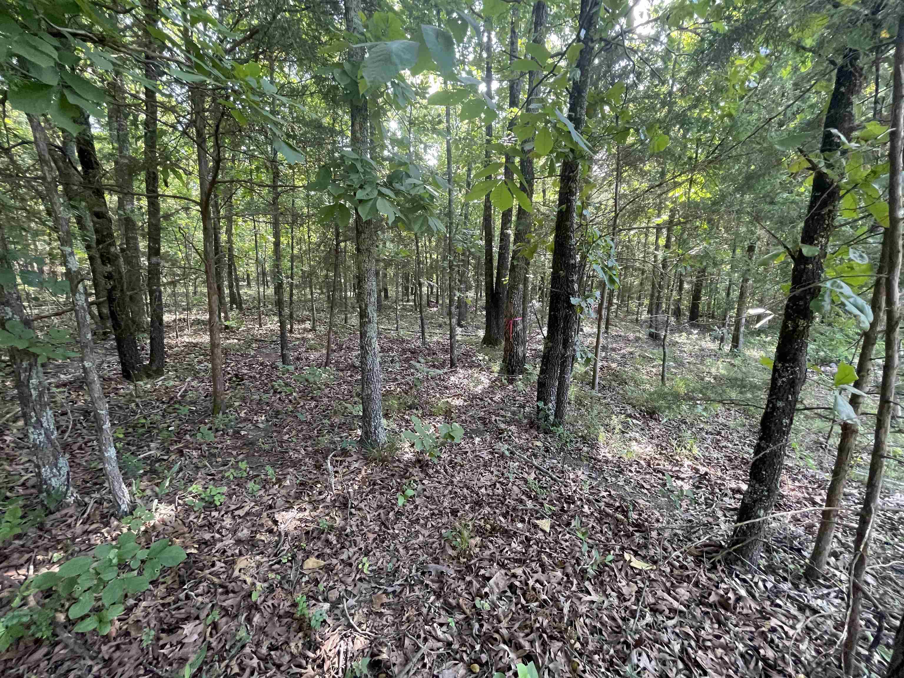 743 The Day  Ash Flat, AR