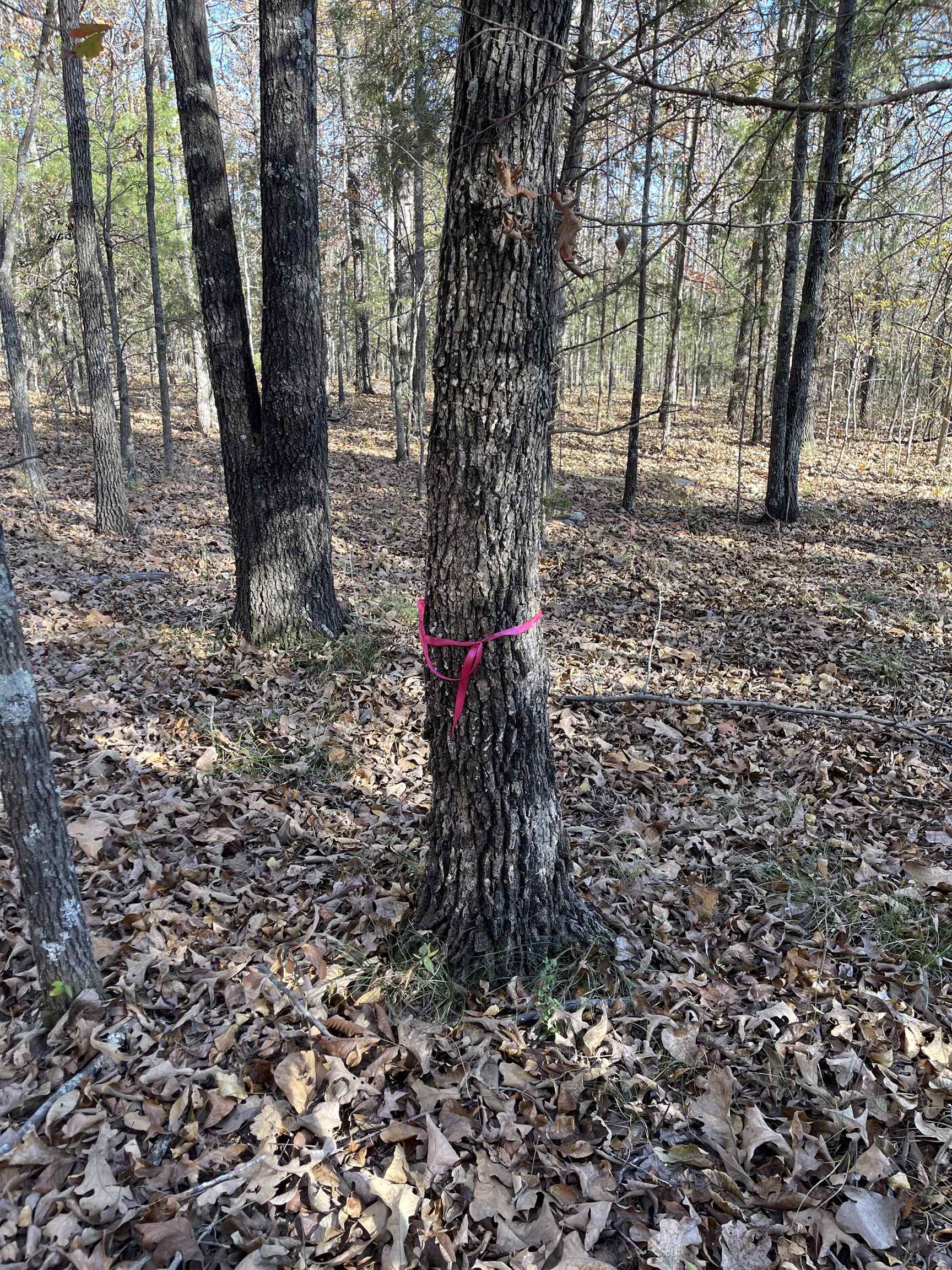 743 The Day  Ash Flat, AR