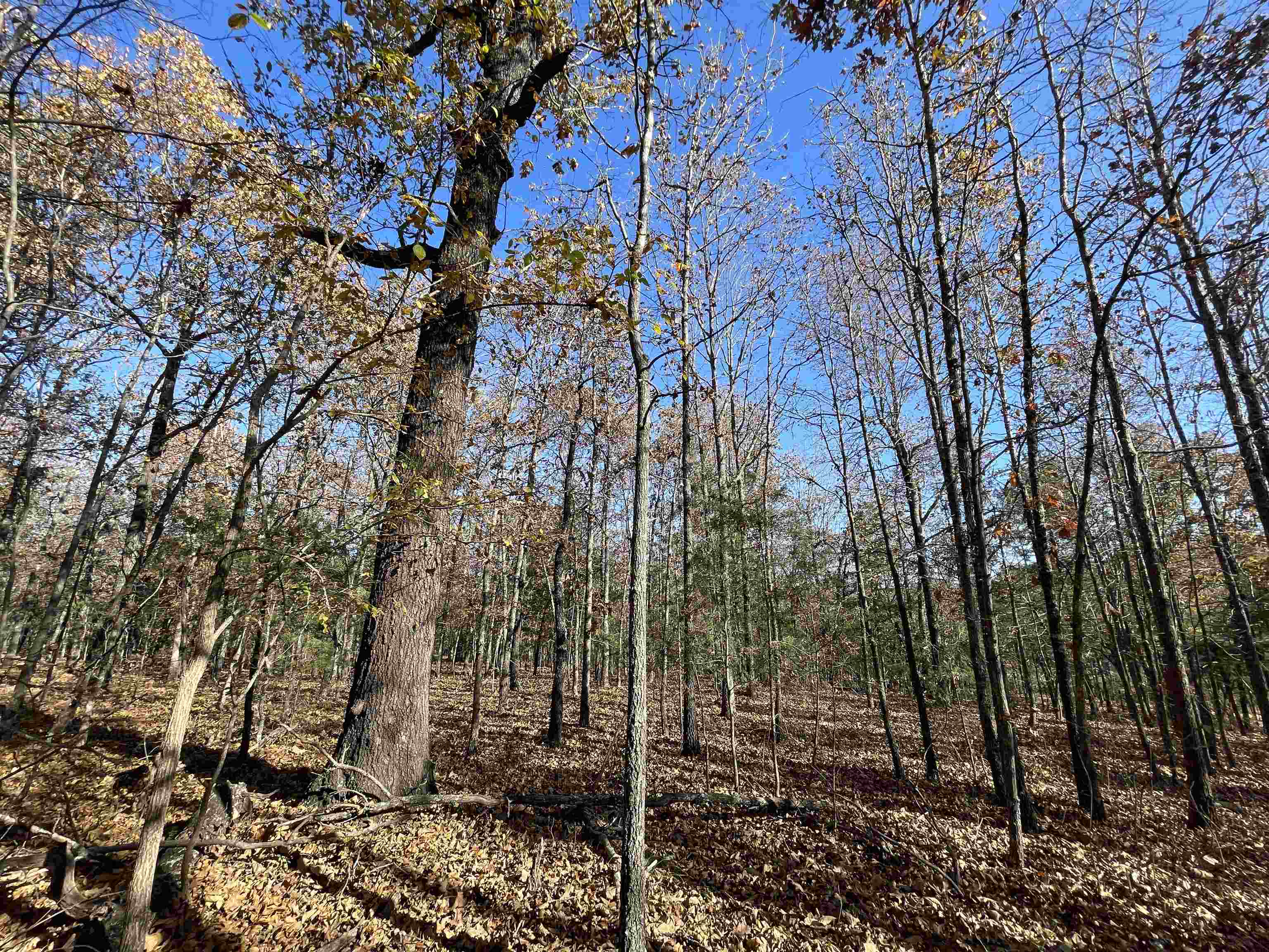 743 The Day  Ash Flat, AR