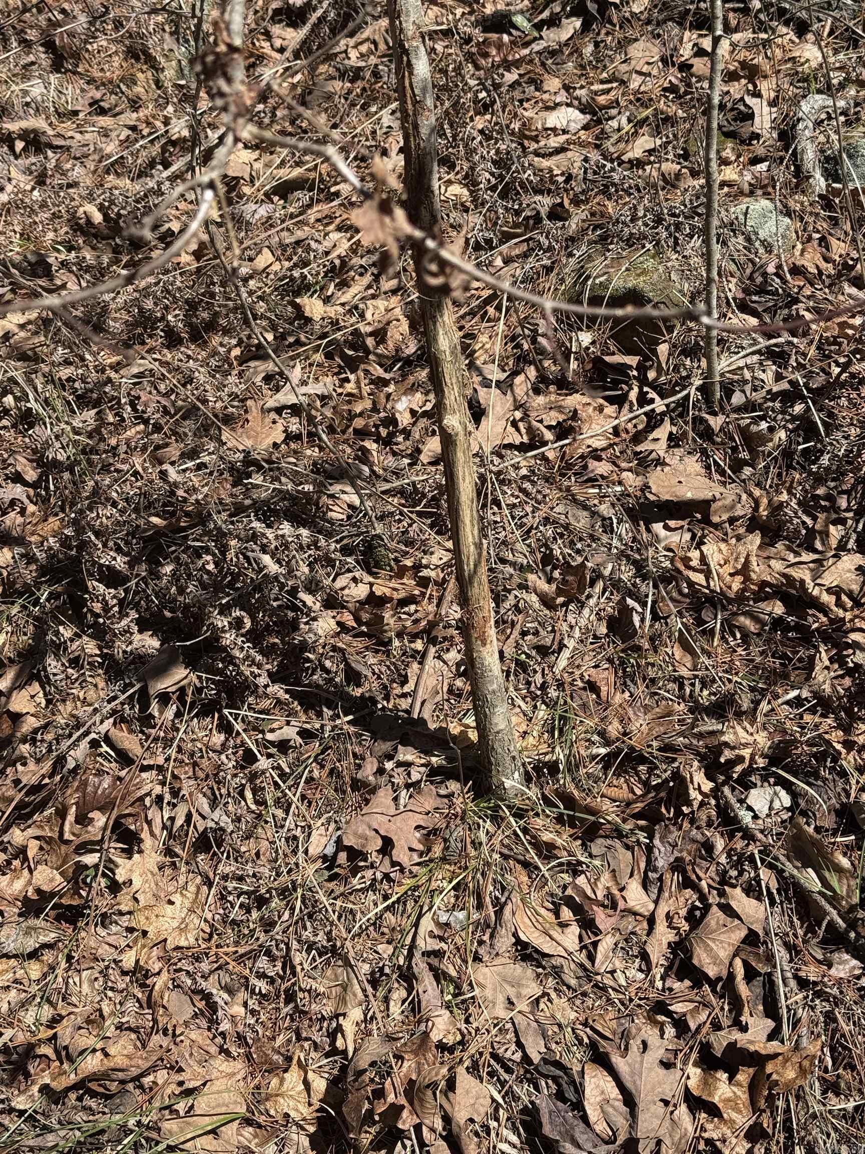 5210 Oyler Rd.  Clinton, AR