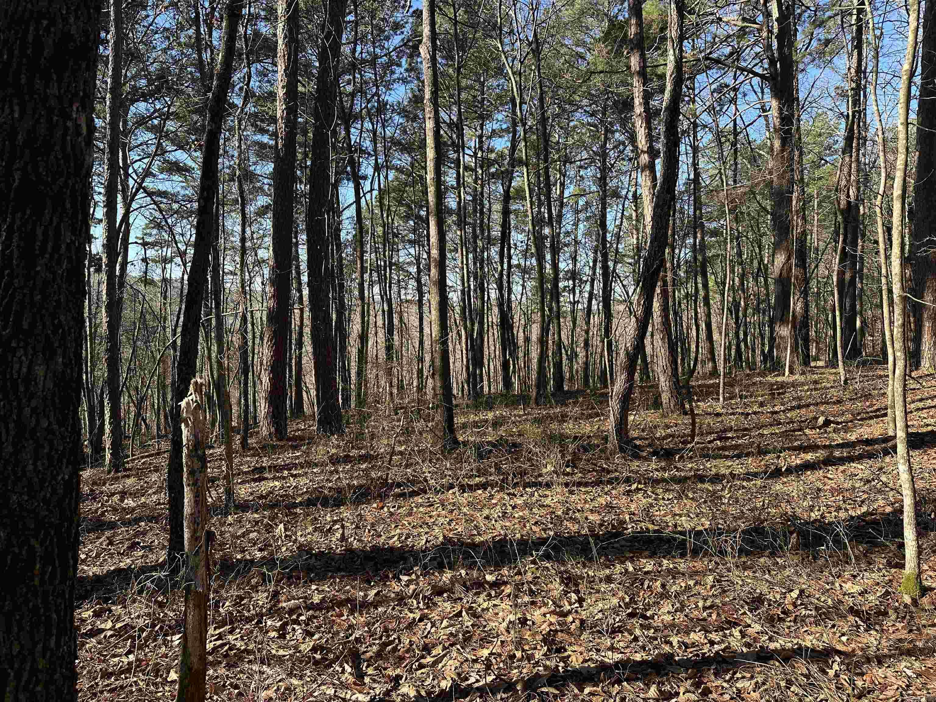 000 Bear Mountain  Prim, AR