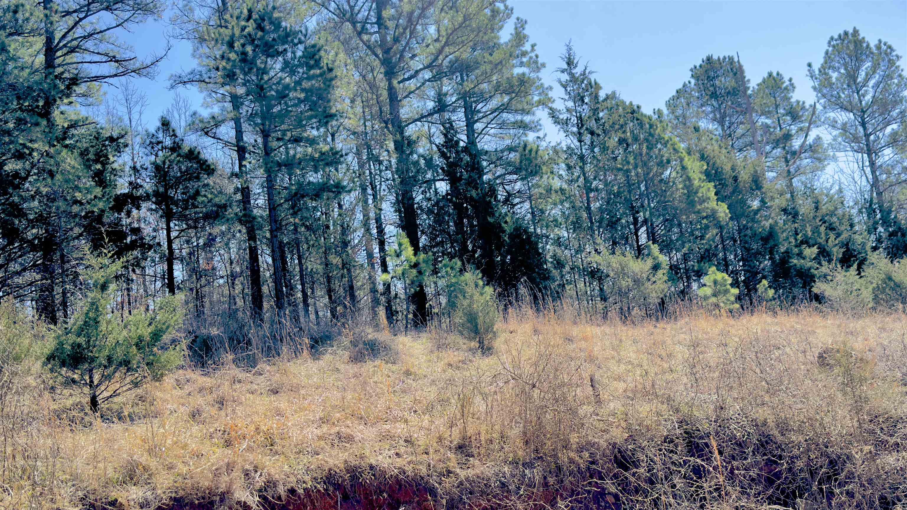 8 Red Lamb  Melbourne, AR