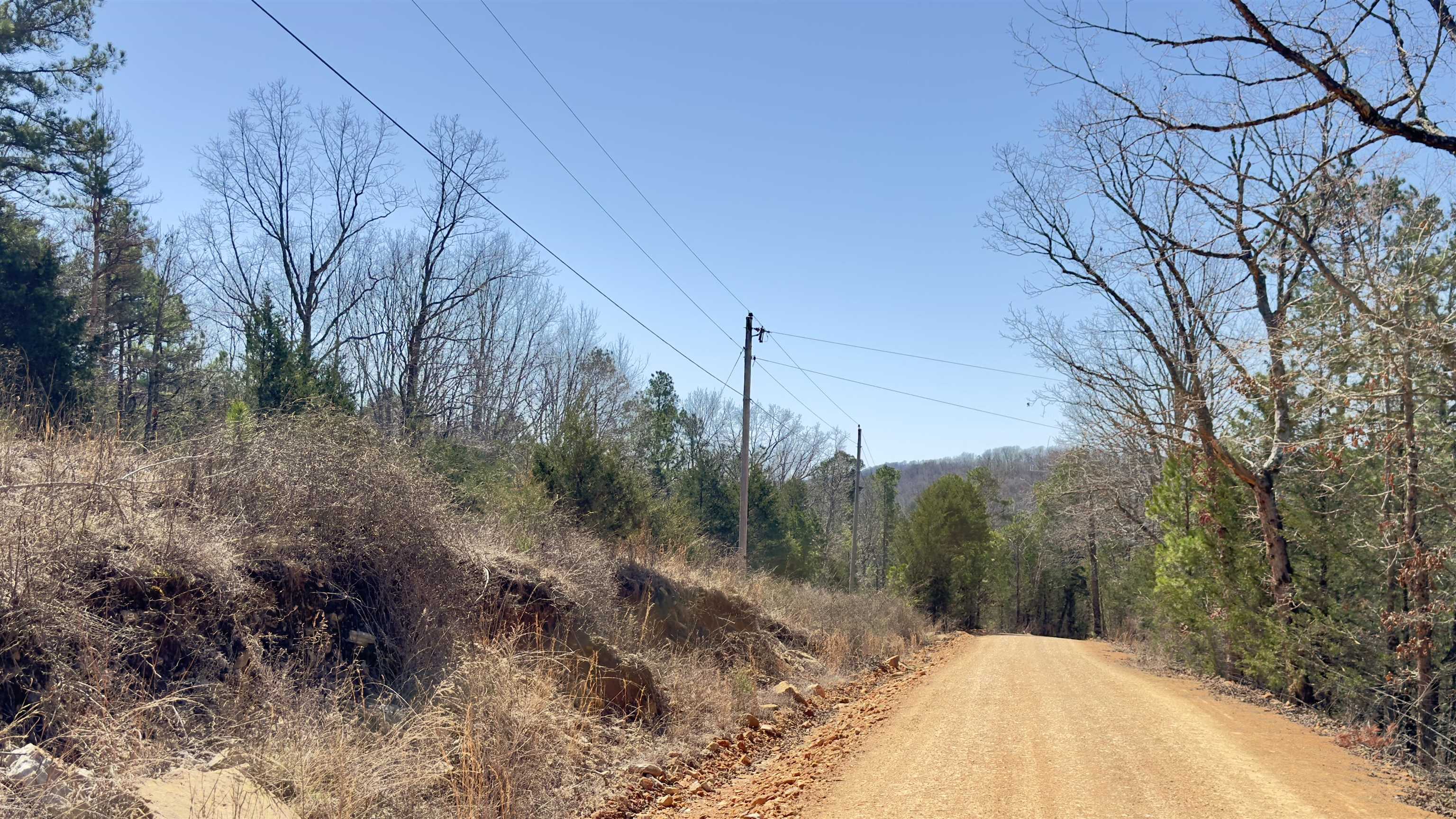 8 Red Lamb  Melbourne, AR