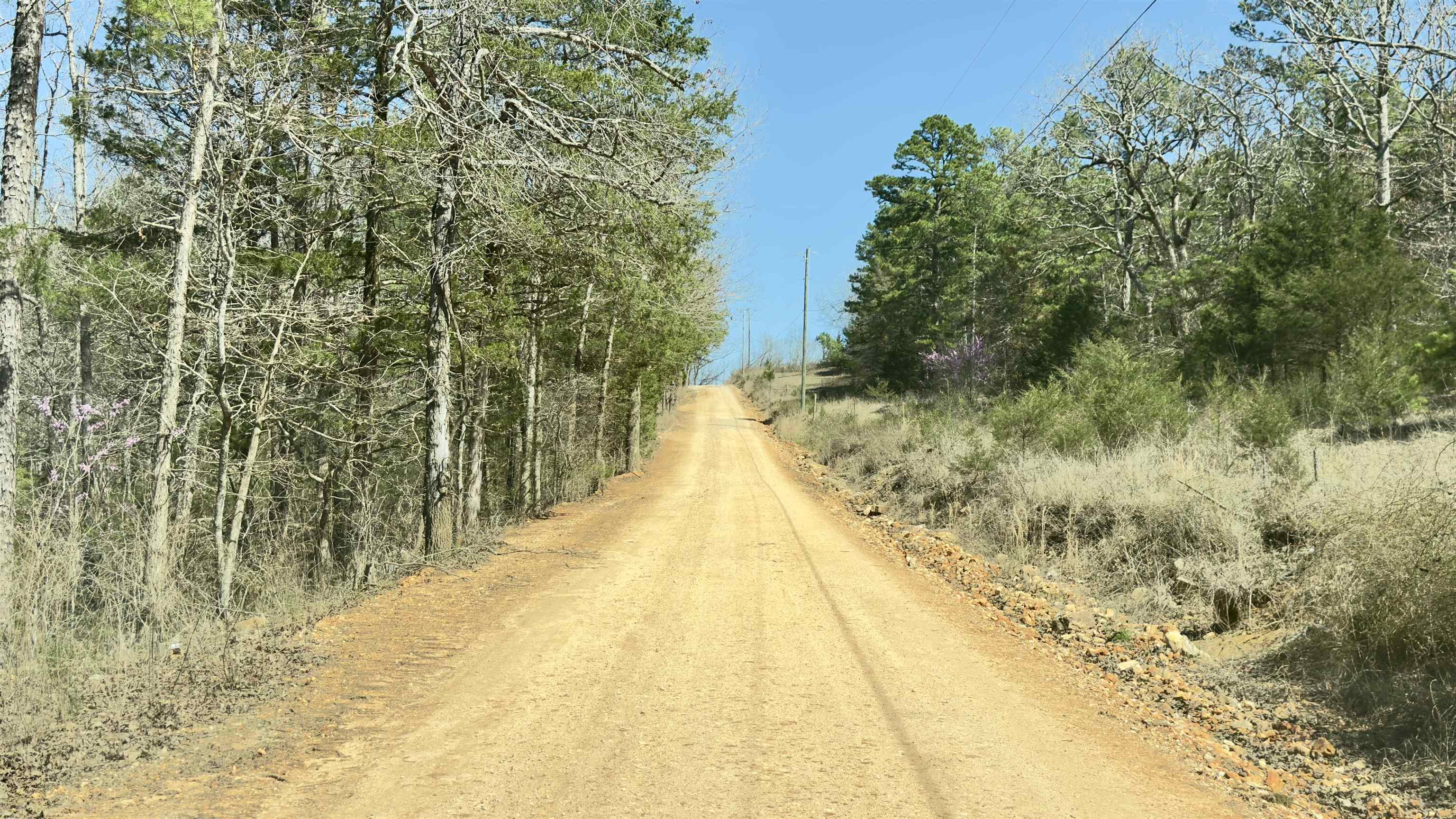 8 Red Lamb  Melbourne, AR