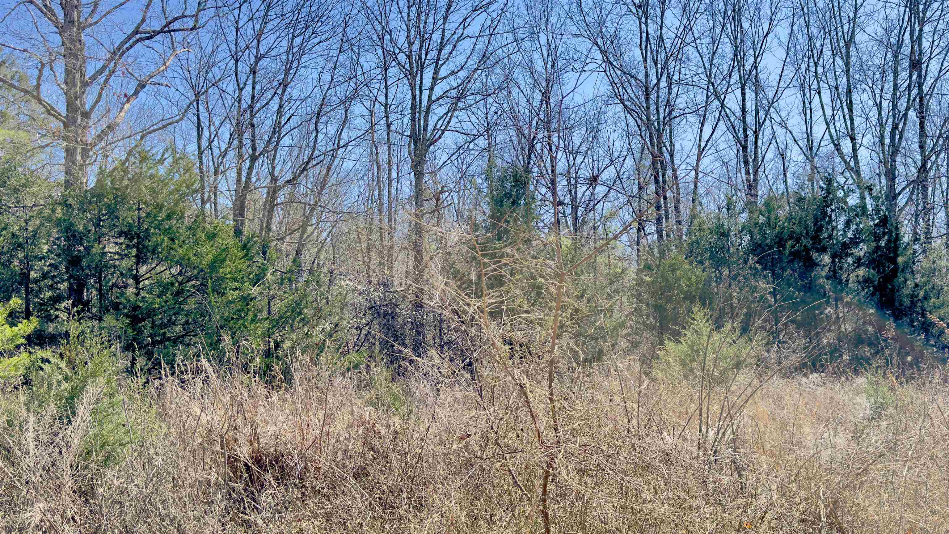 8 Red Lamb  Melbourne, AR