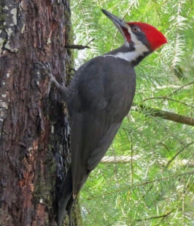 2118 Jimmy Creek  Fox, AR