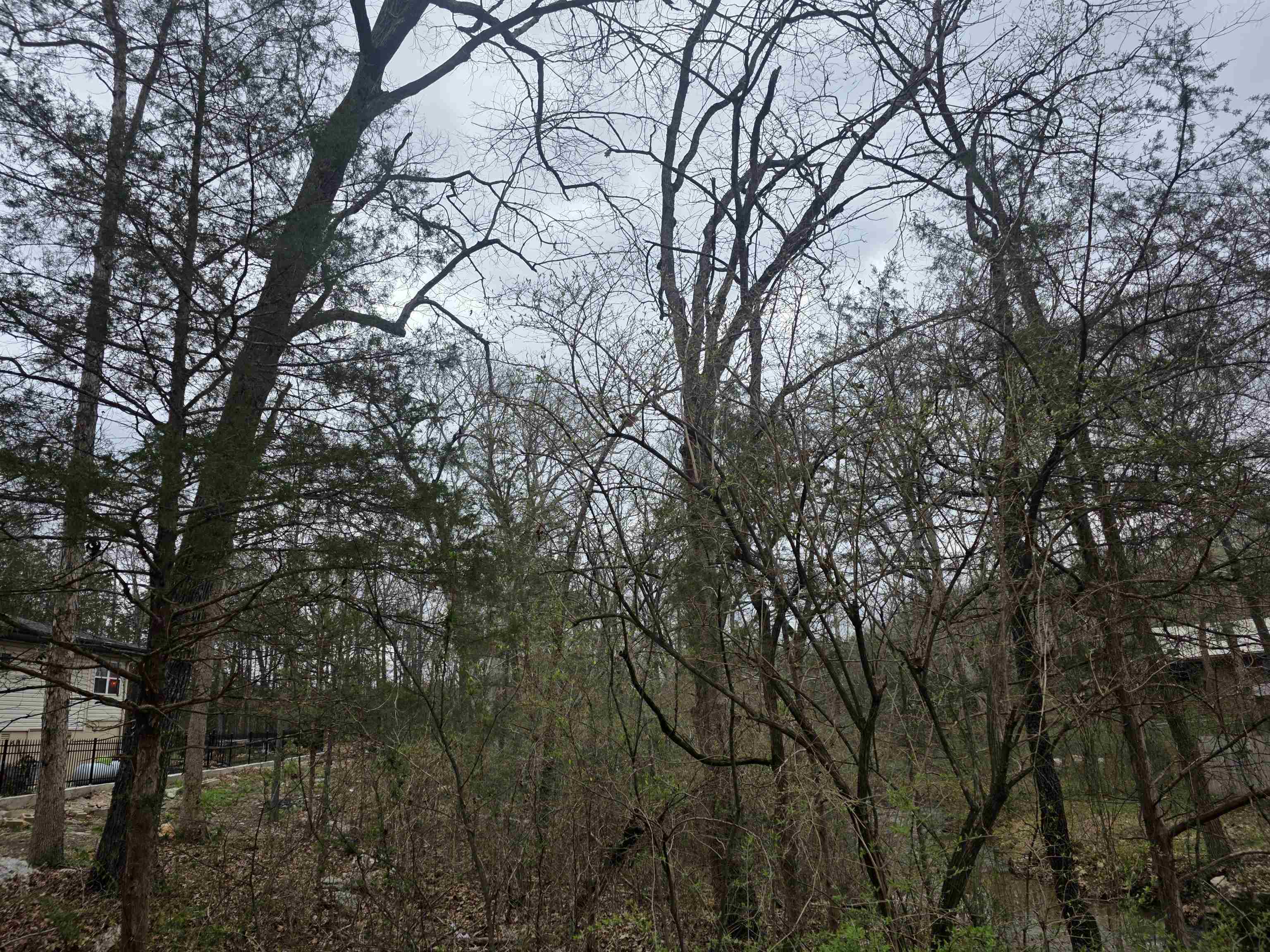 L95 B5 Walla Walla  Cherokee Village, AR